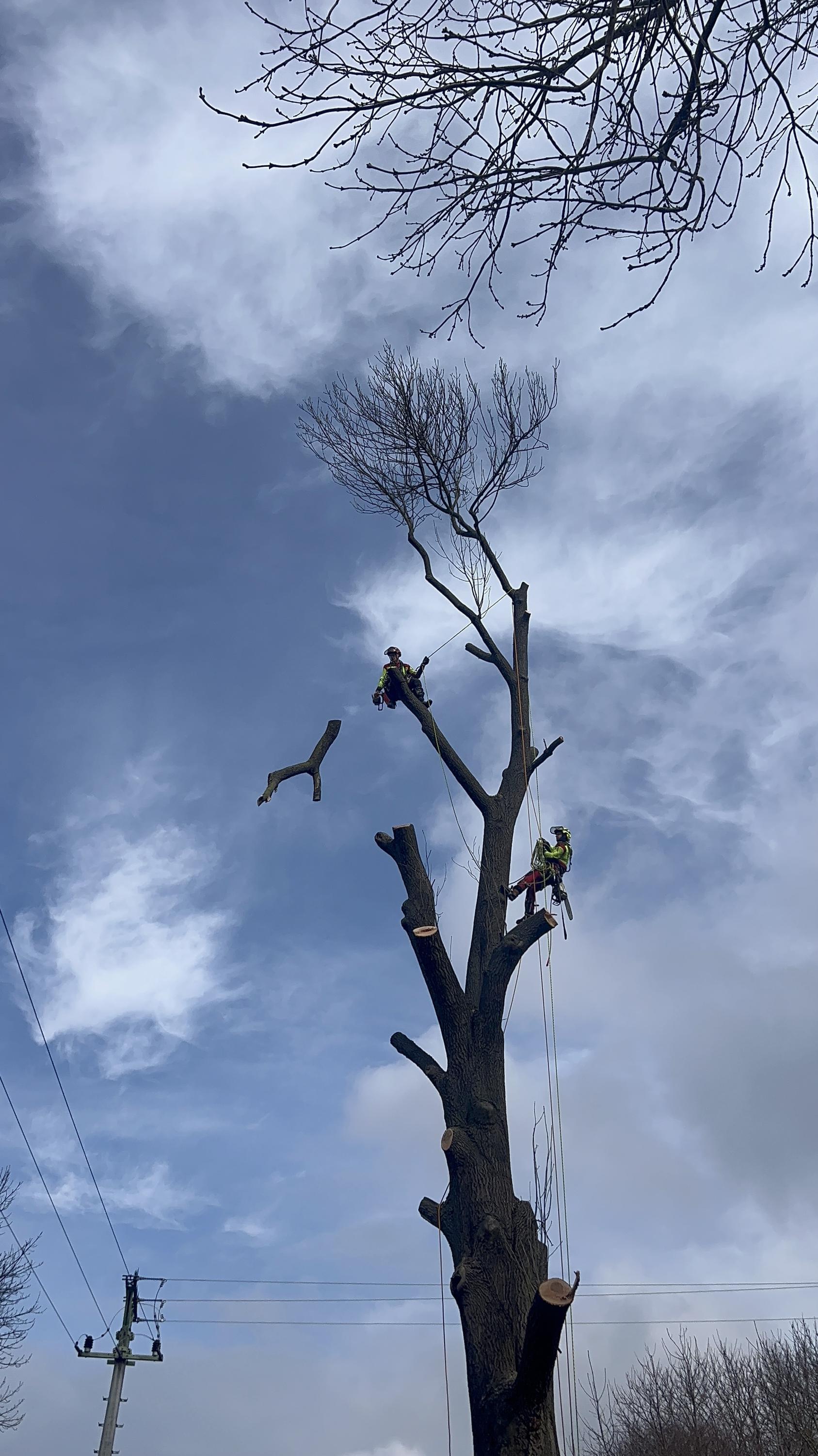Rizikové kácení a výškové práce - Ing. Daniel Procházka foto 3