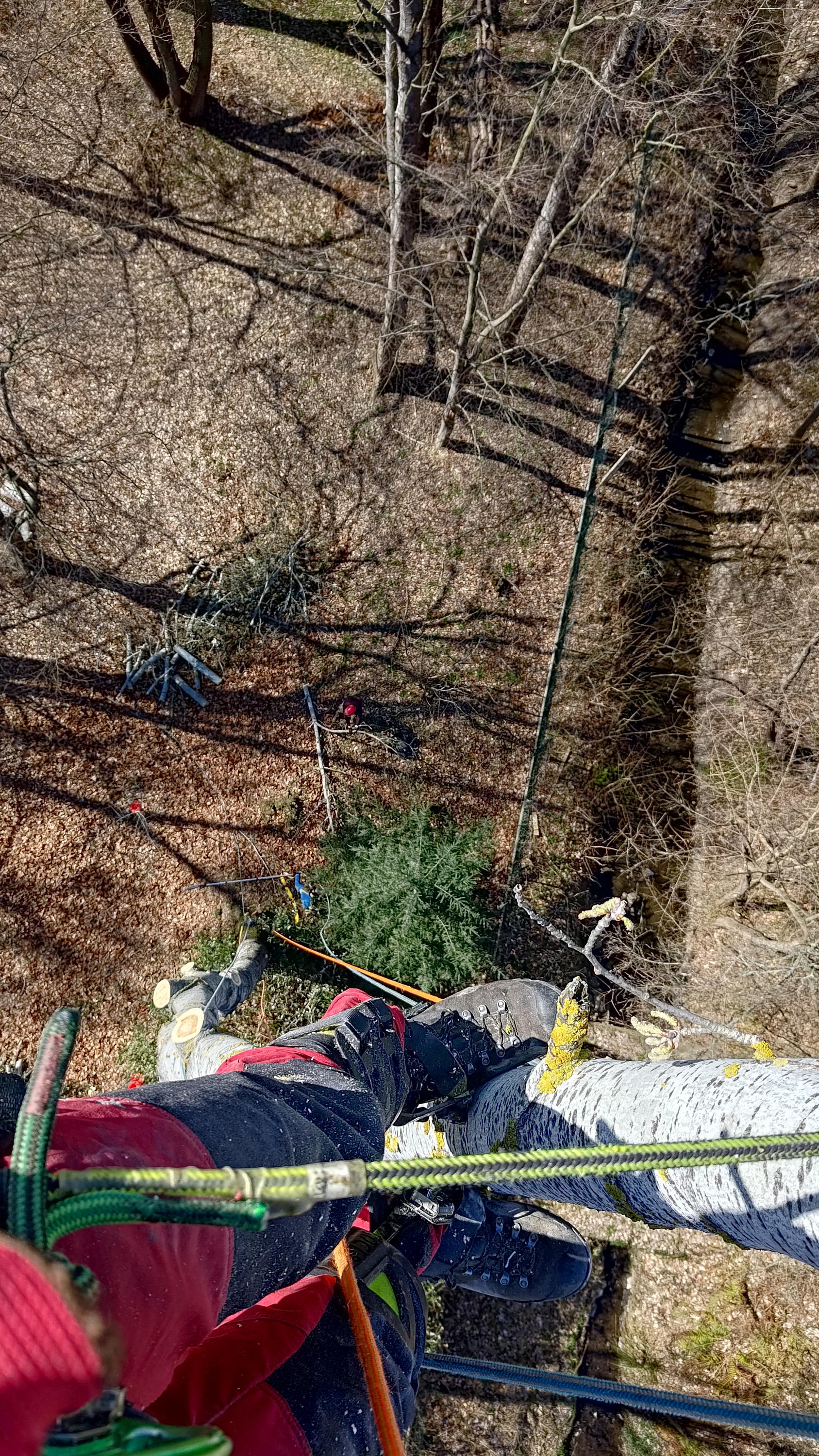 Petr Breuer - hodnocení a péče o stromy foto 2