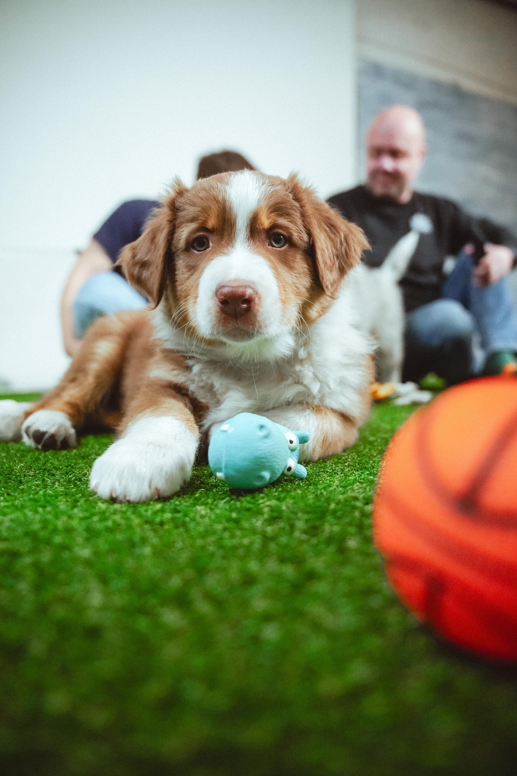 Puppy Day foto 6