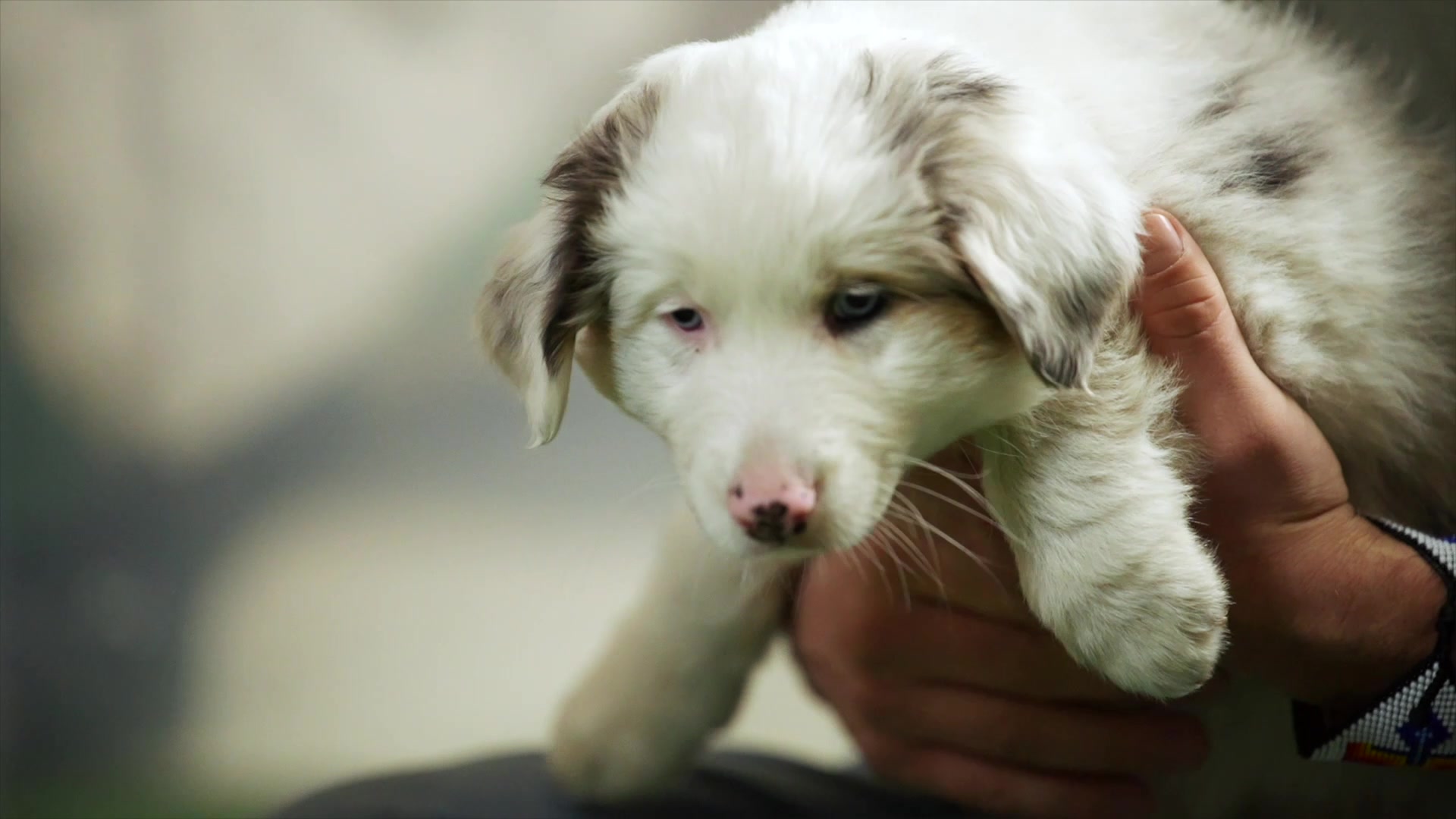 Puppy Day foto 2 (náhled videa)