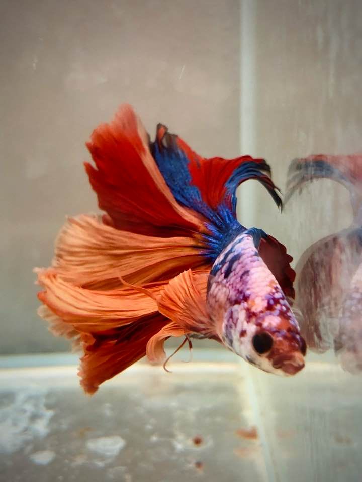 Prodej akvarijních ryb - JK AKVA foto 5