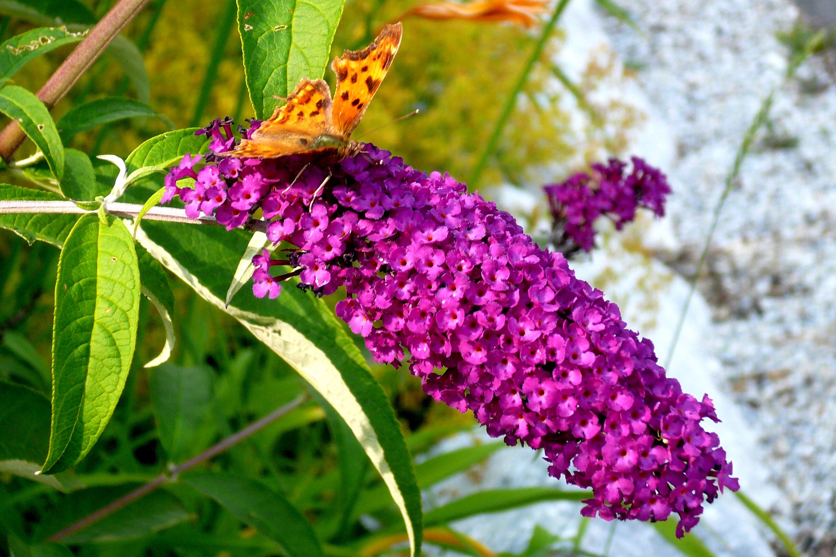 Zahradnictví Sasanka