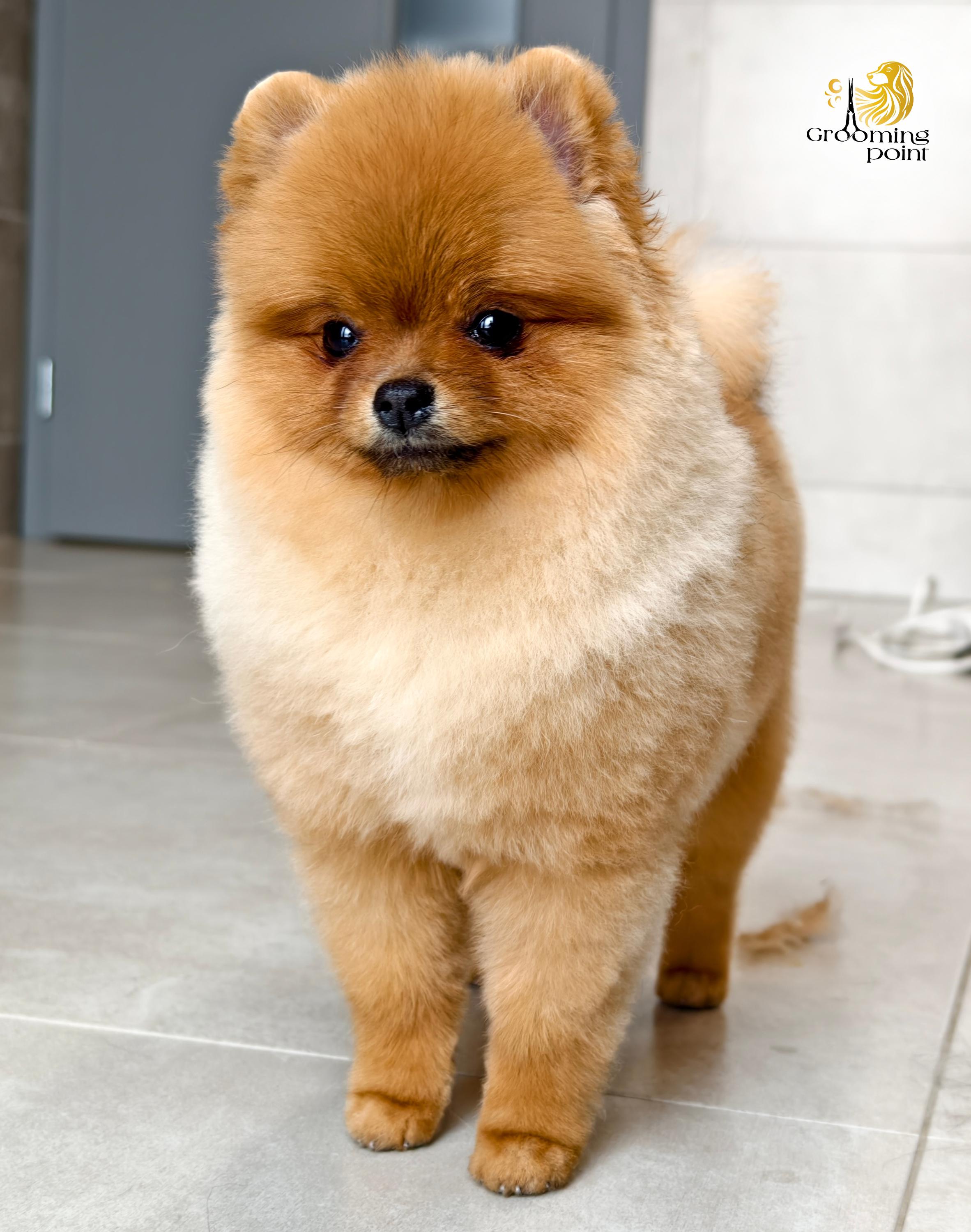 Grooming point foto 3