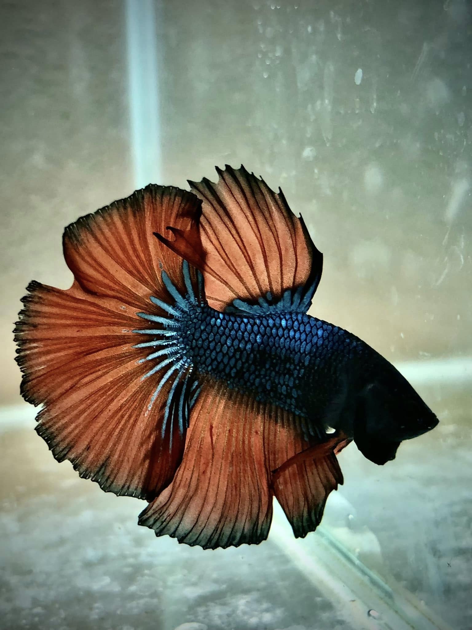 Prodej akvarijních ryb - JK AKVA foto 2