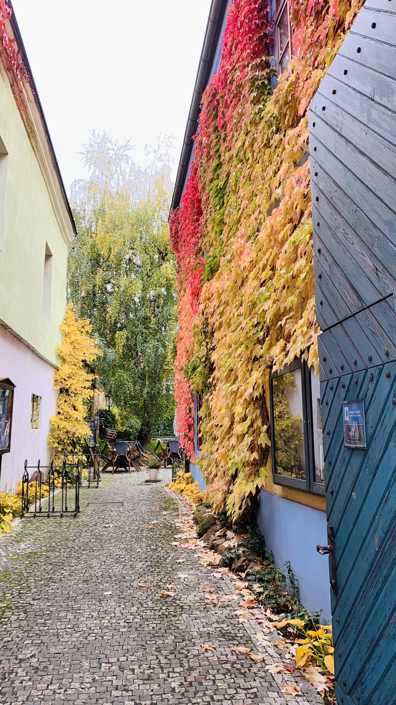Cafe Modré dveře foto 4