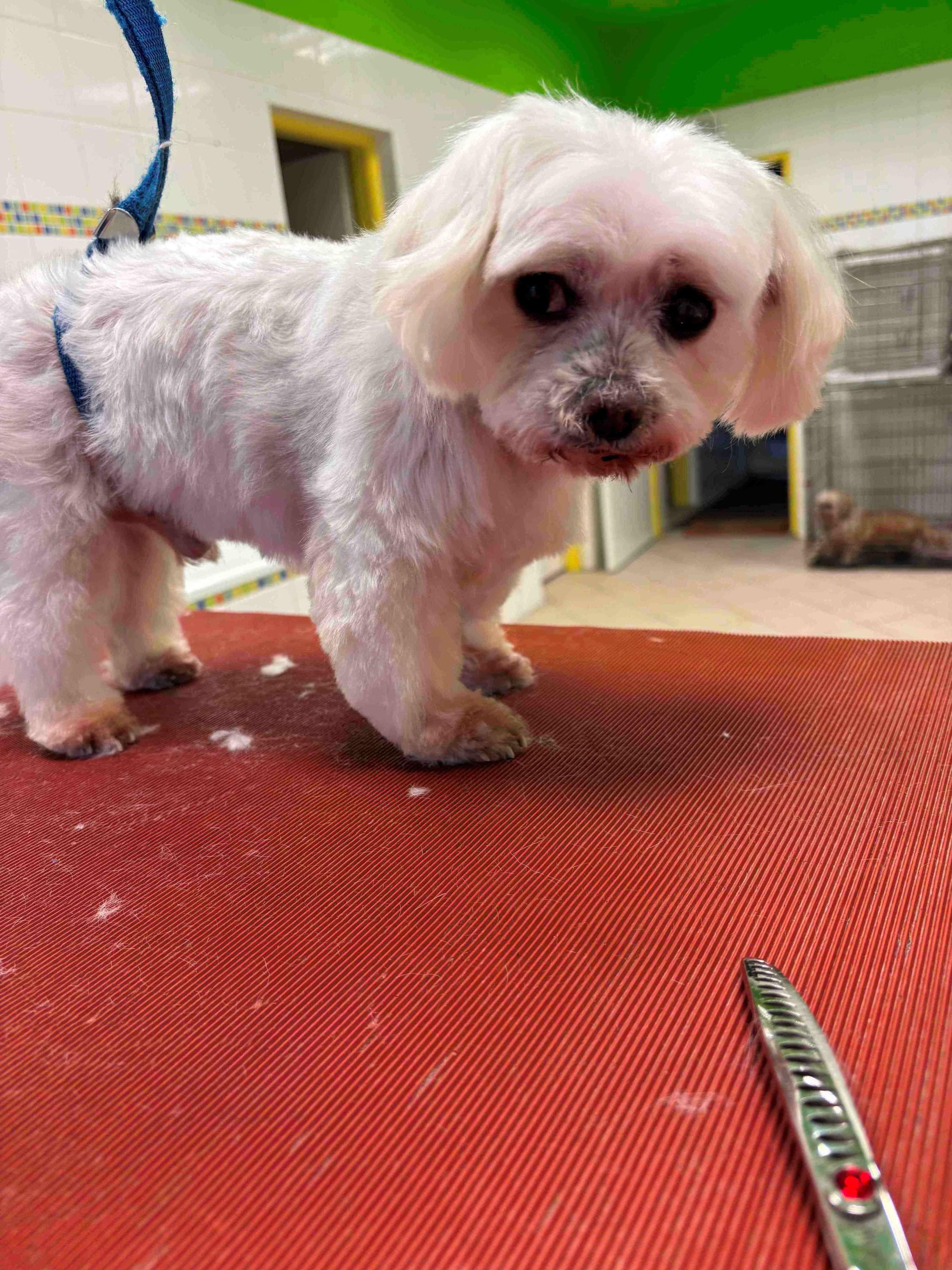 Psí salón Kačka foto 5