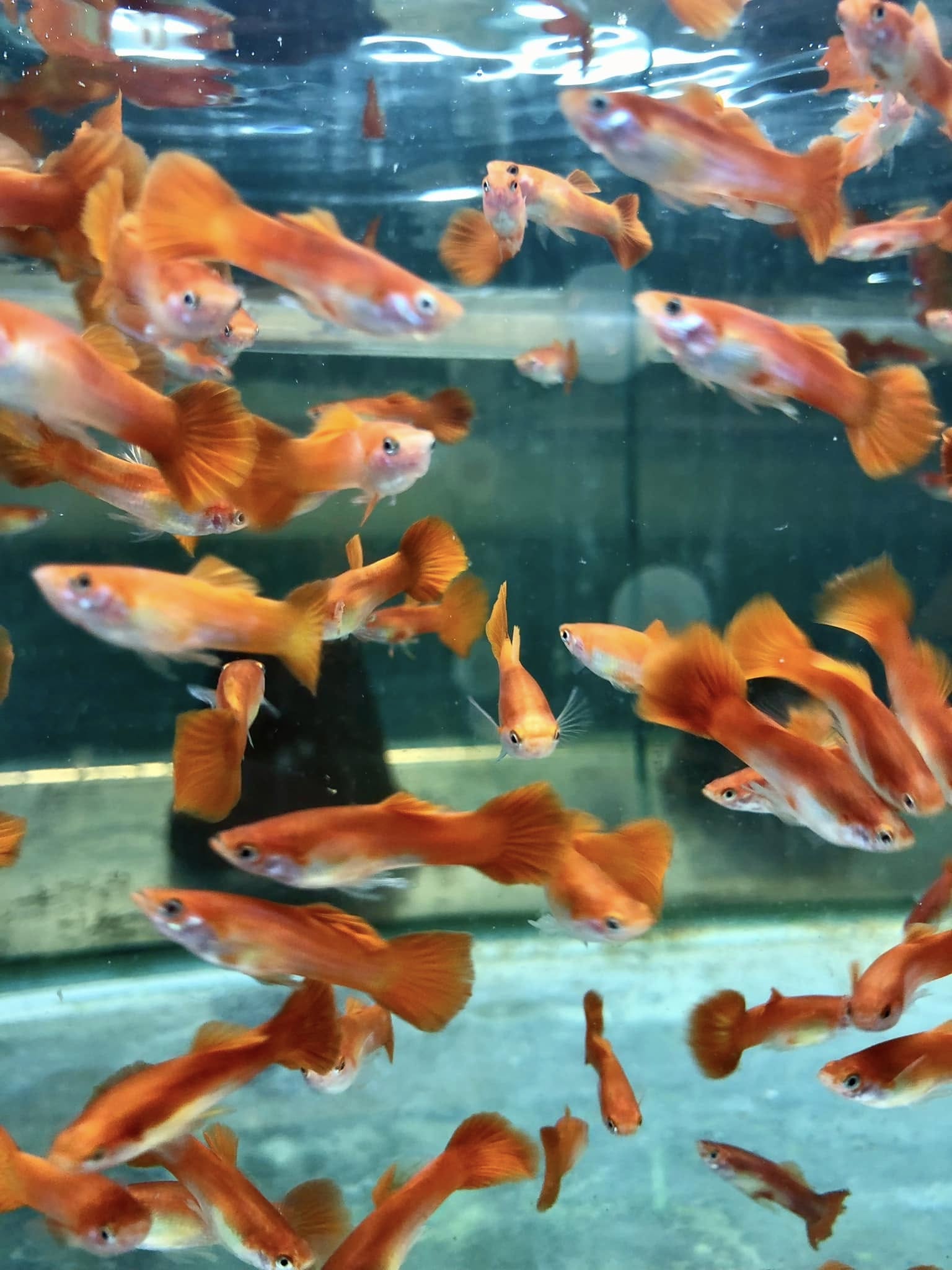 Prodej akvarijních ryb - JK AKVA foto 6