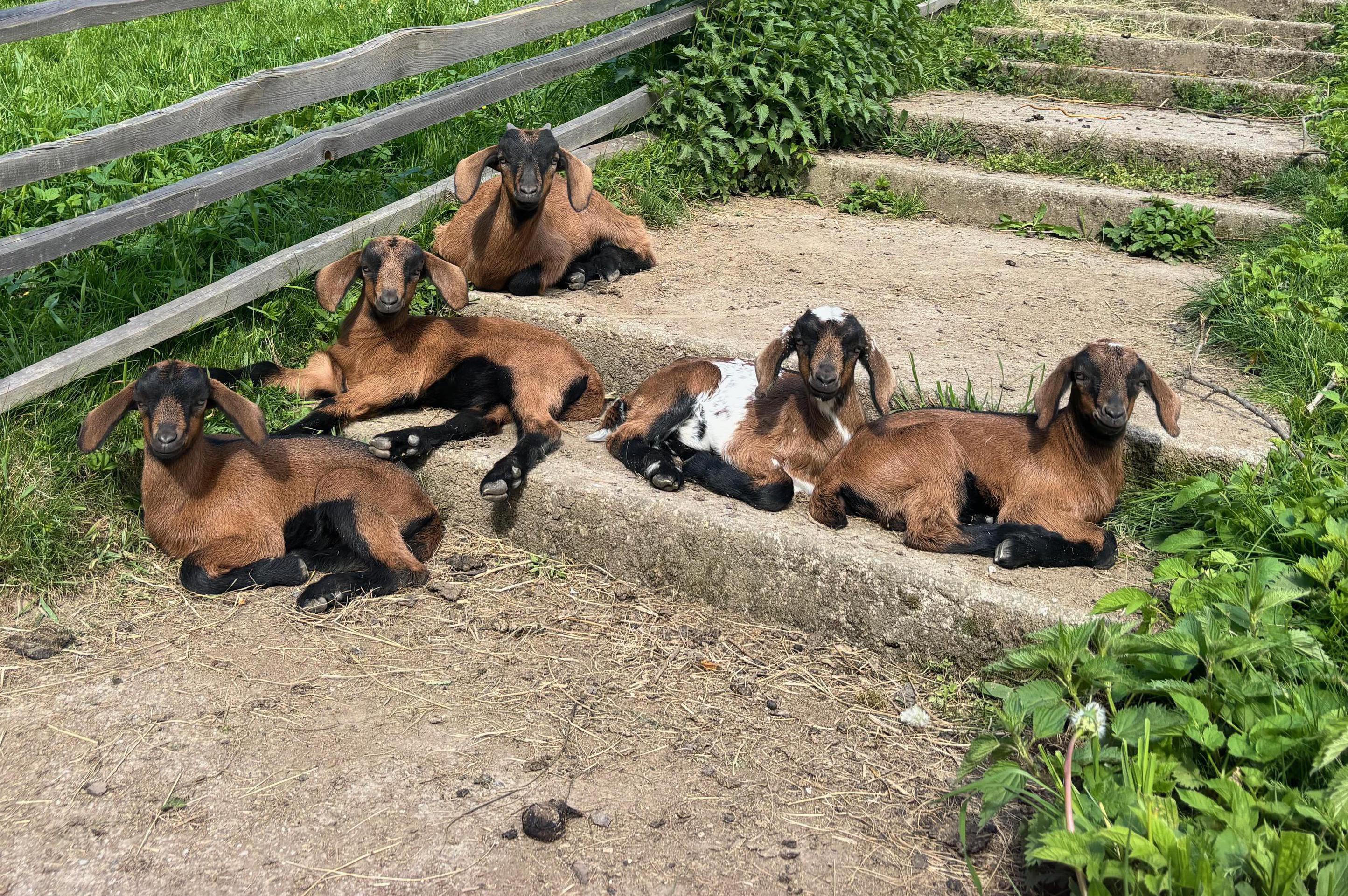 S kozou na procházku