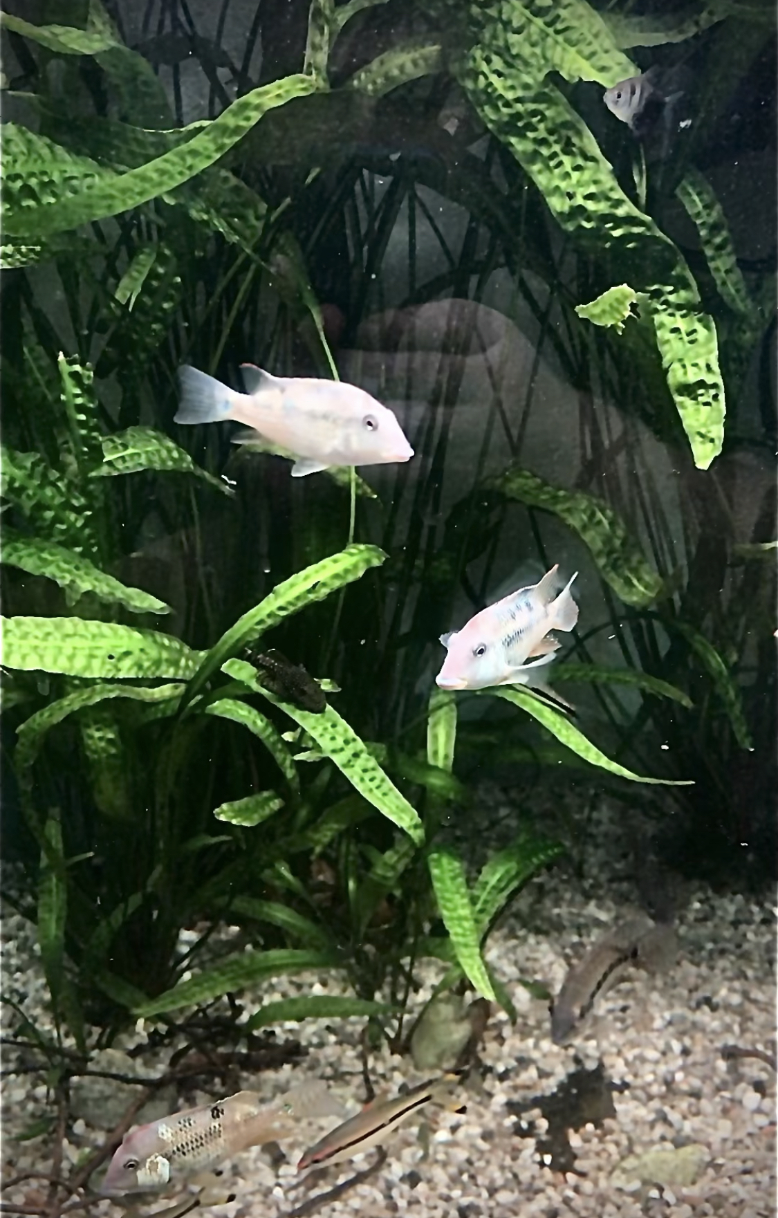 Prodej akvarijních ryb - JK AKVA foto 4