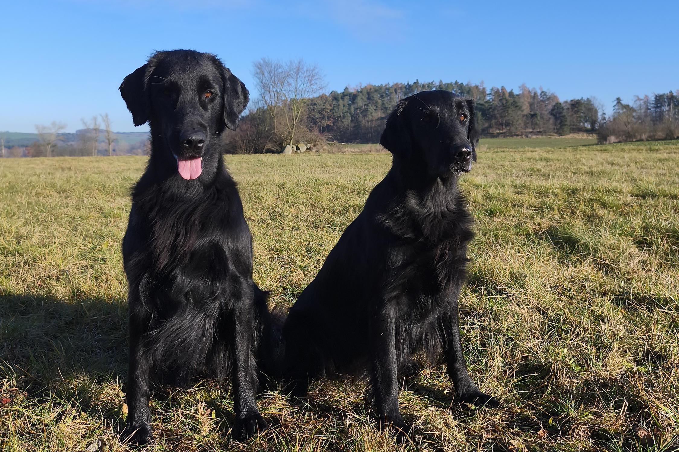 Z Kraje kamenů - chovatelská stanice Flat coated retriever