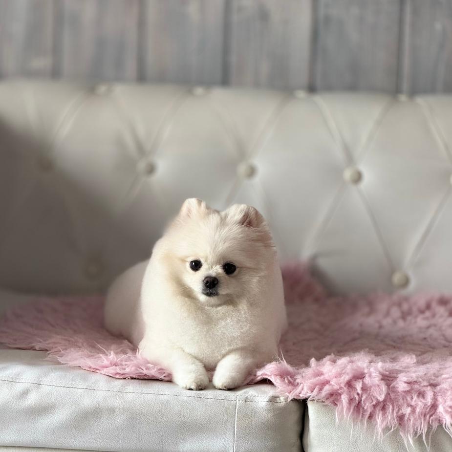 PetGrooming Company foto 2