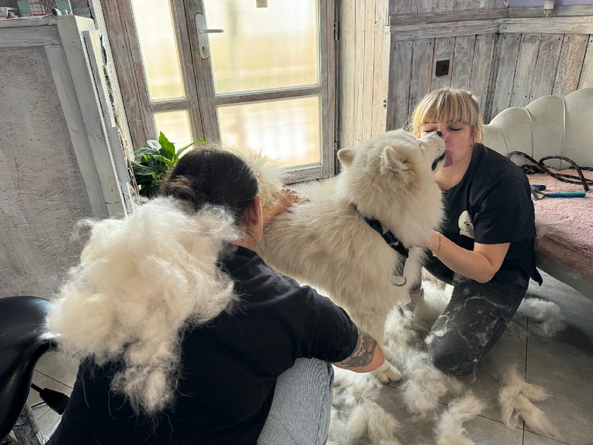PetGrooming Company foto 6