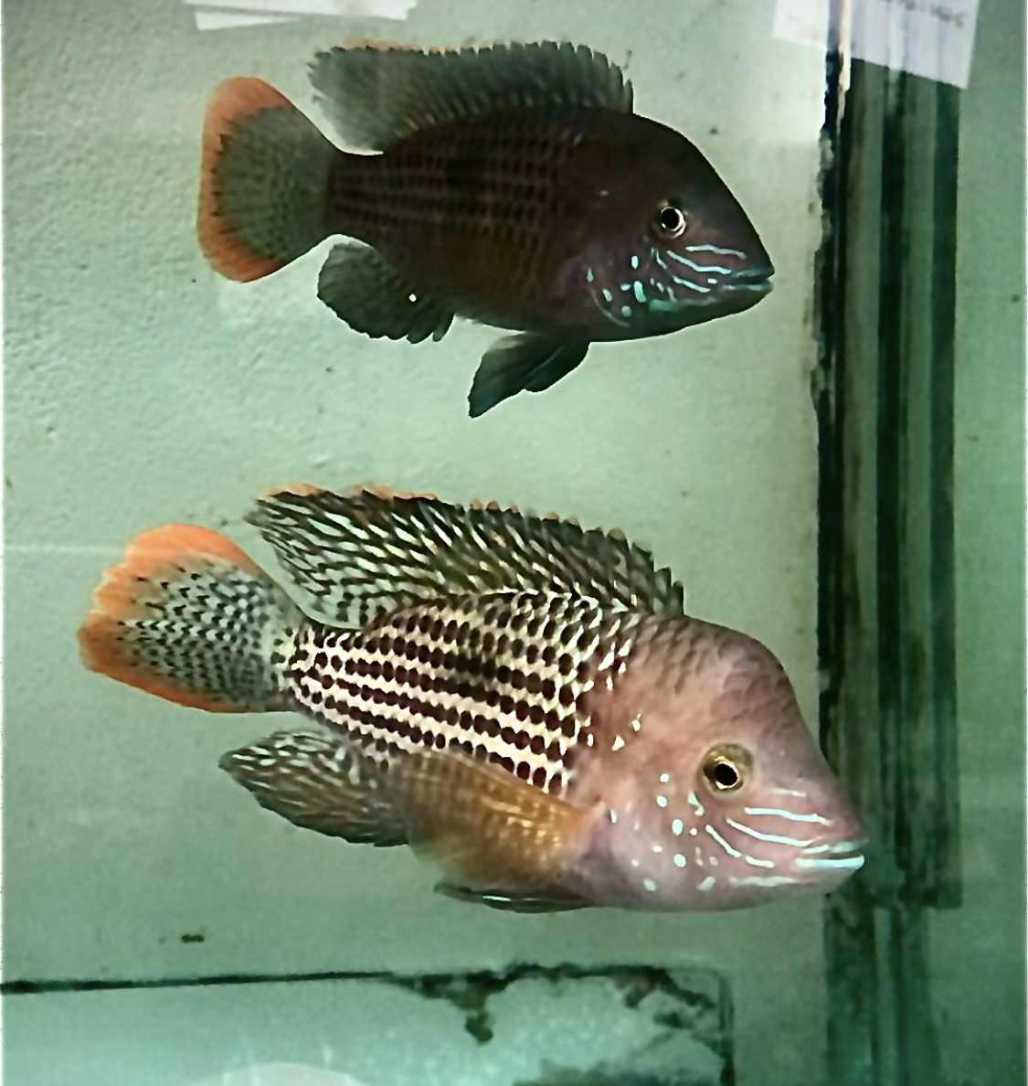 Prodej akvarijních ryb - JK AKVA foto 3