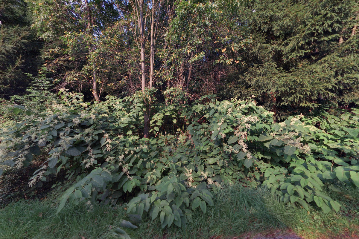 Kočičí dům Libnov