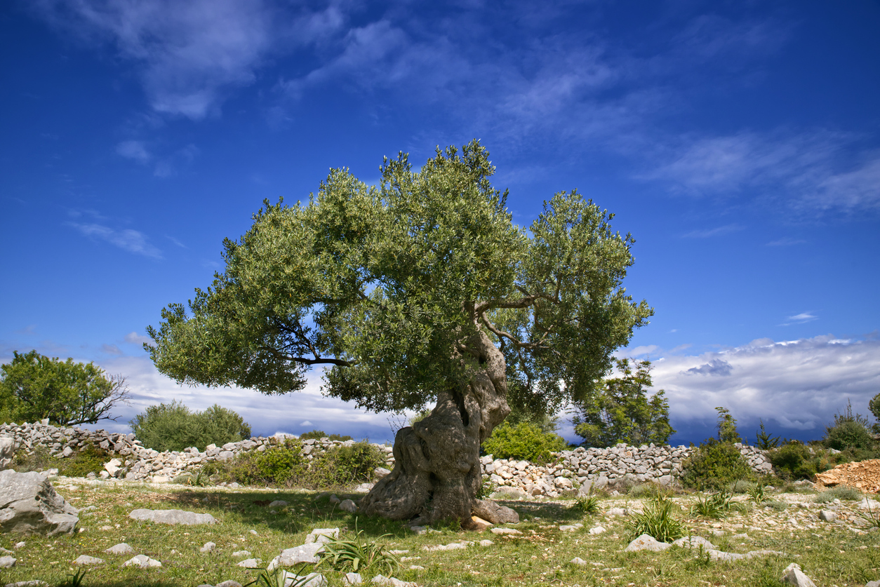Velebit reality foto 4