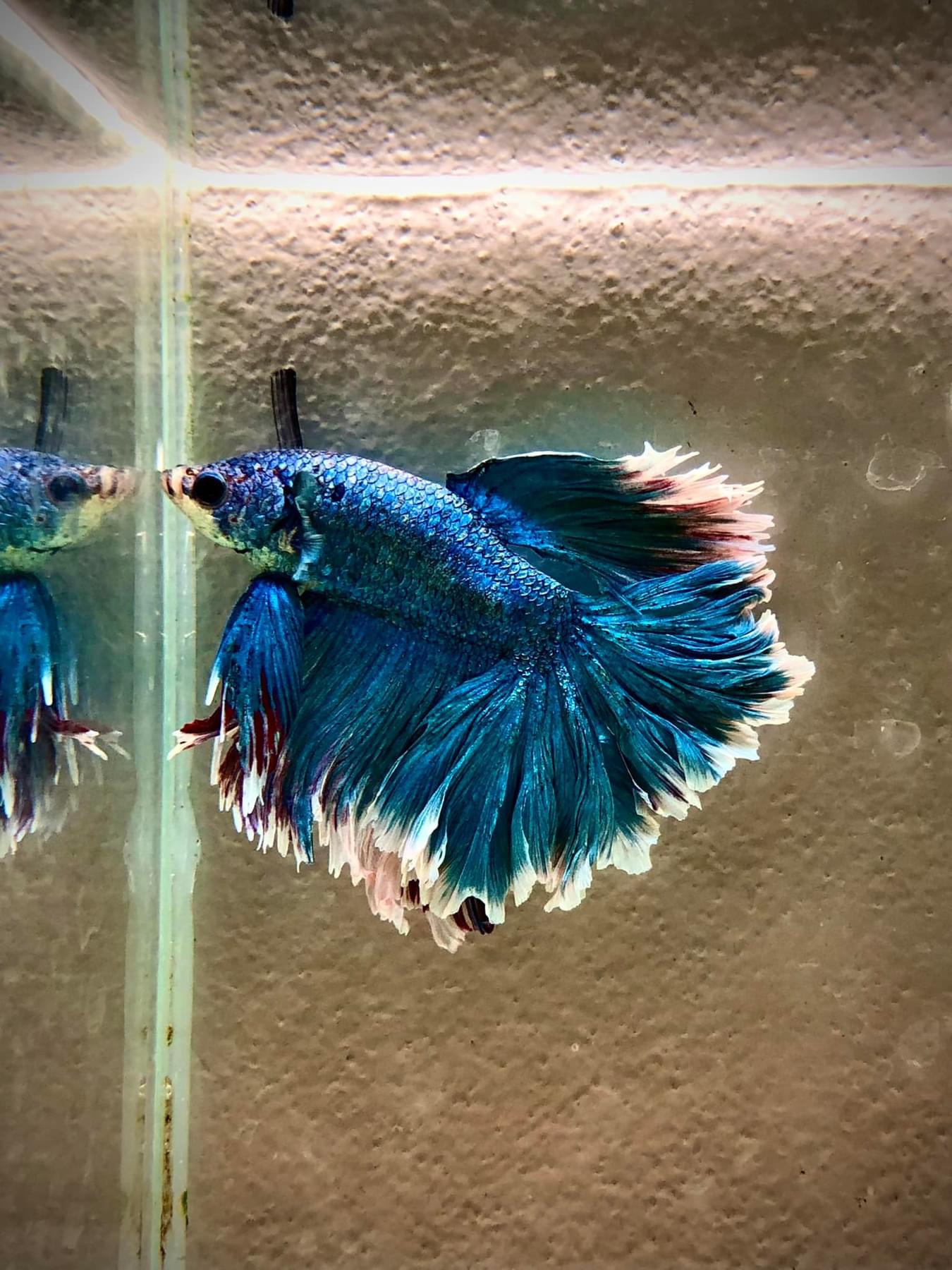 Prodej akvarijních ryb - JK AKVA foto 2