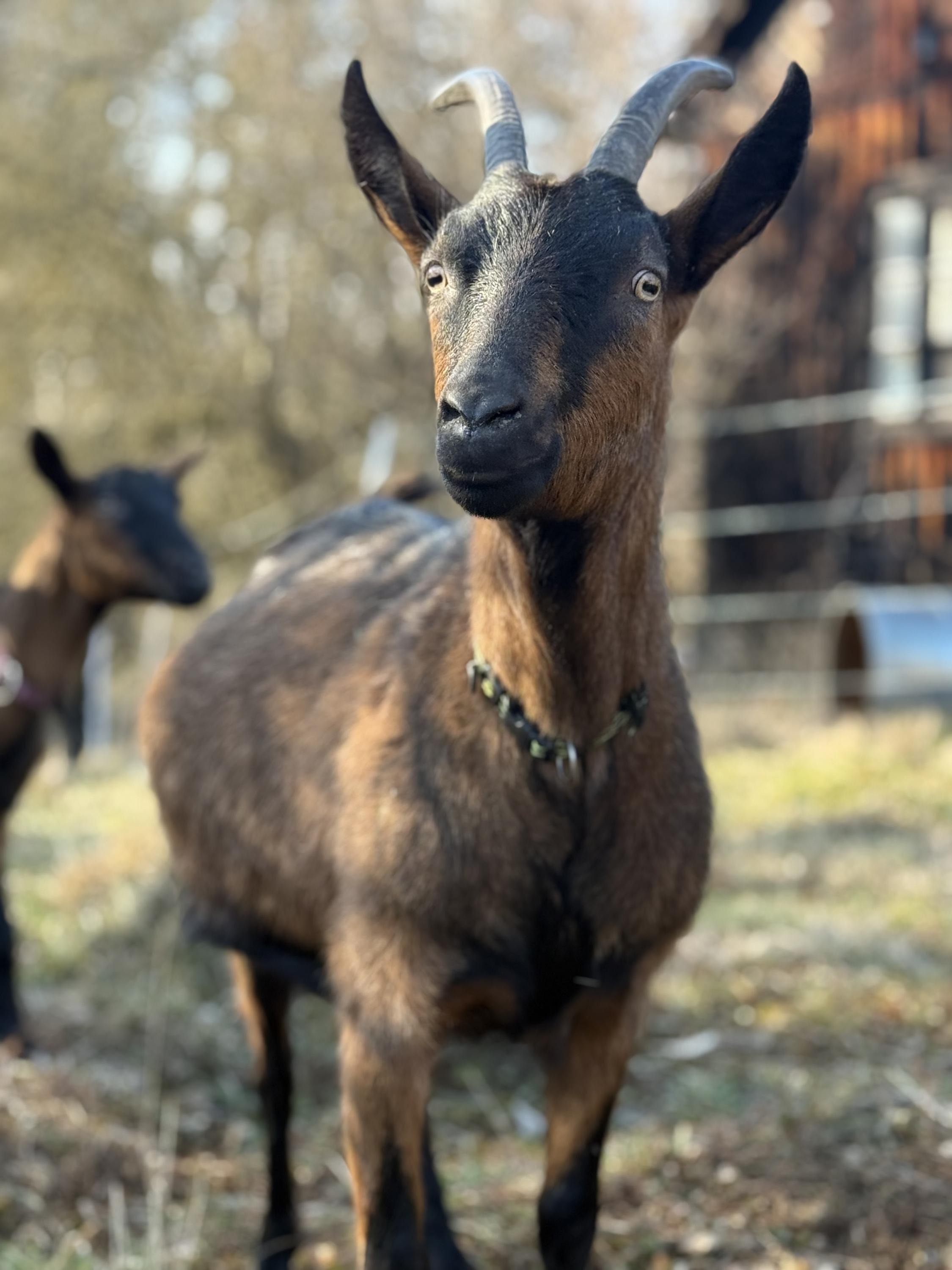 S kozou na procházku foto 2