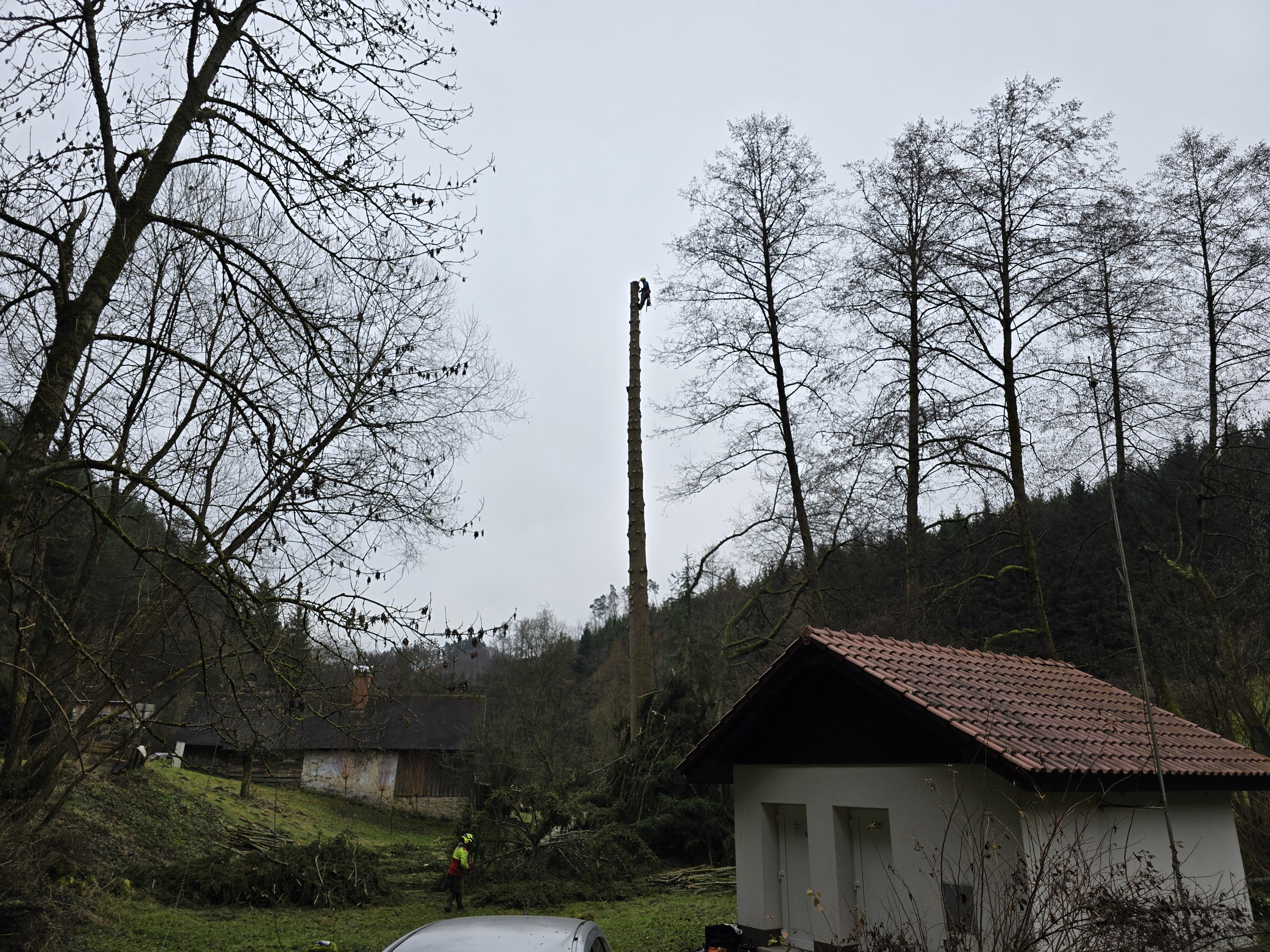 Péče o stromy - Ing. Vítězslav Prchal foto 2
