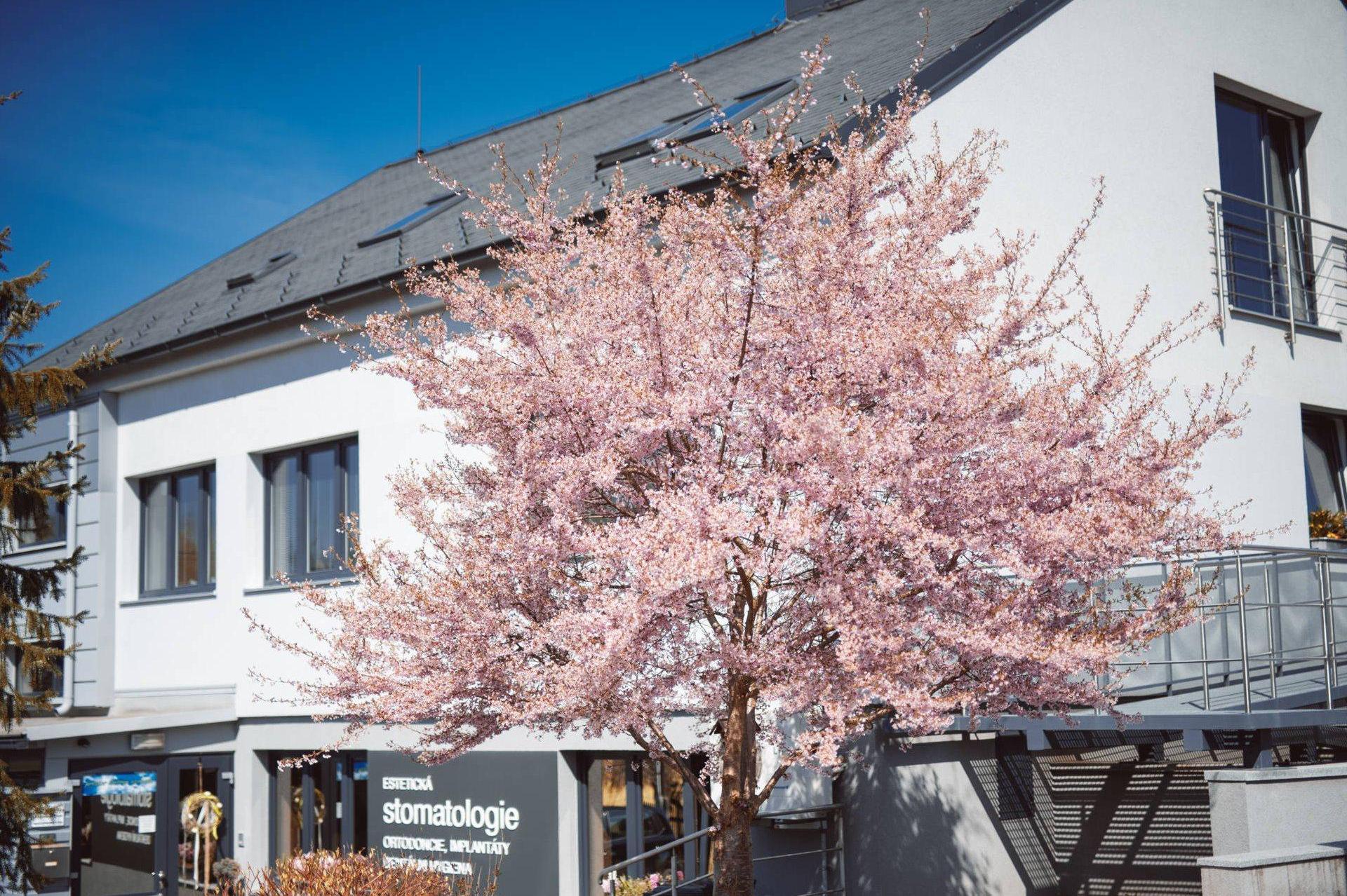 MUDr. Dagmar Petrmichlová - NiceFace medical - zubní ordinace