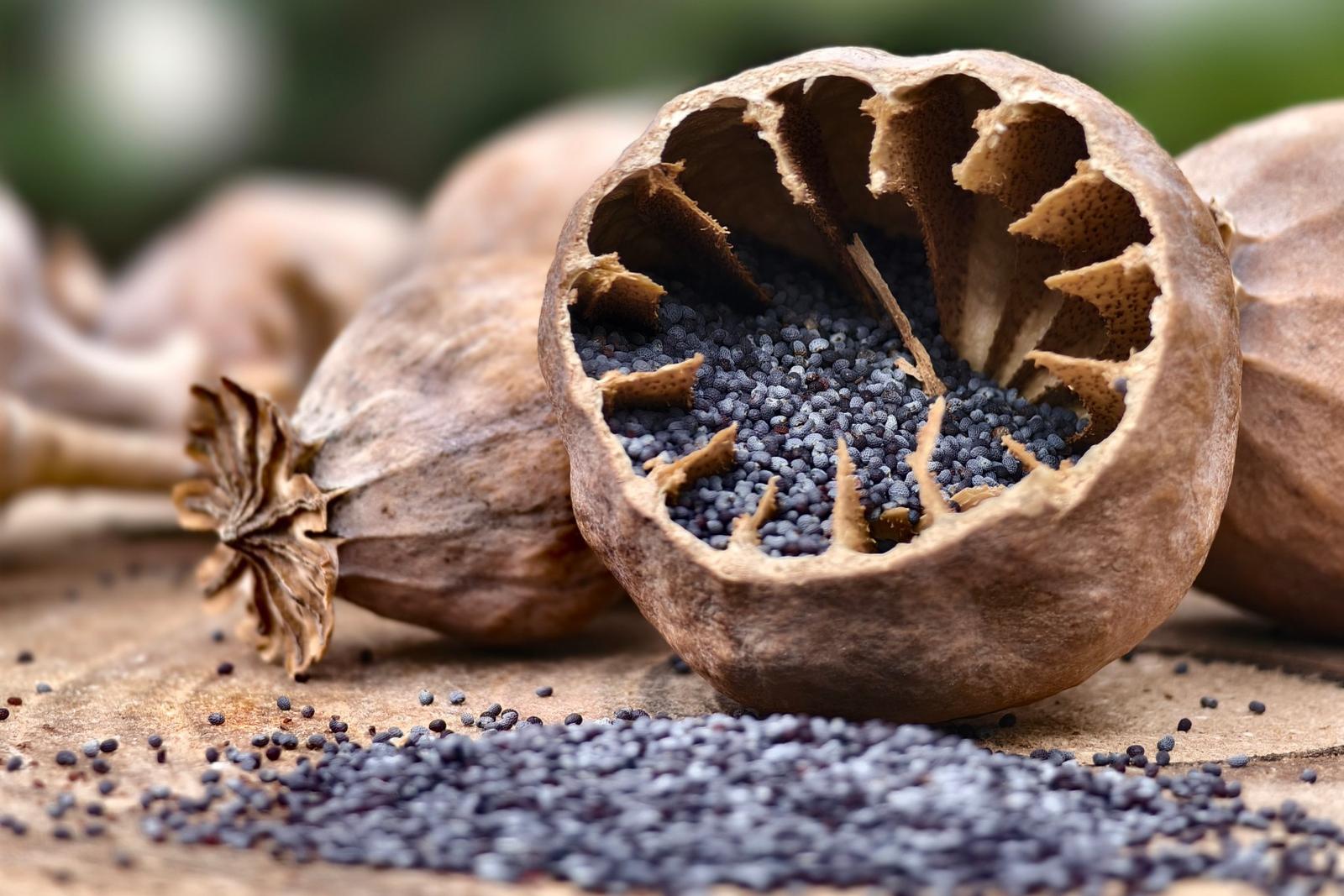 Mák s „rodným listem“: Proč vám k nákupu přibalíme