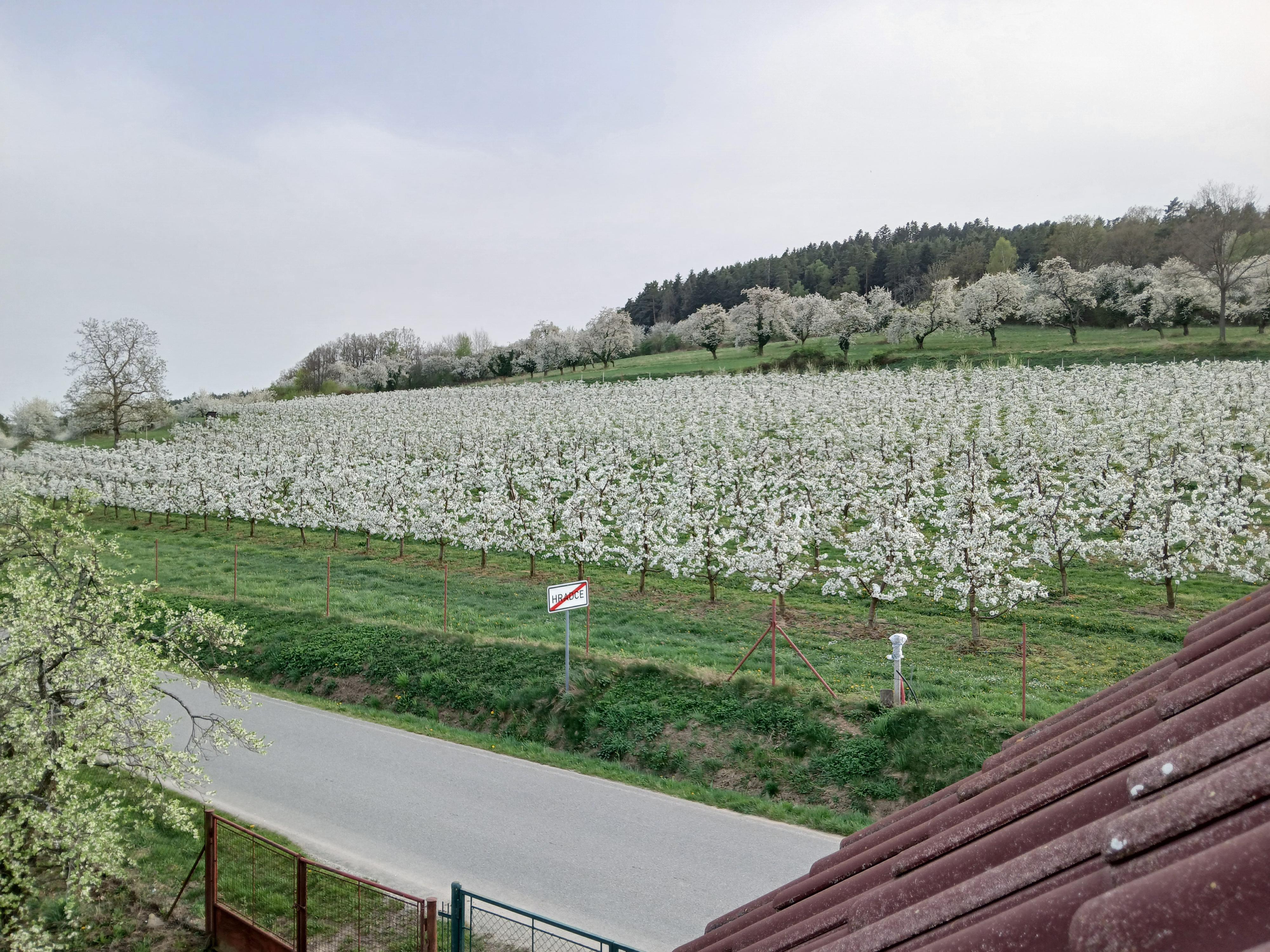 Ovocnářství a včelařství Tomáš Rot foto 2