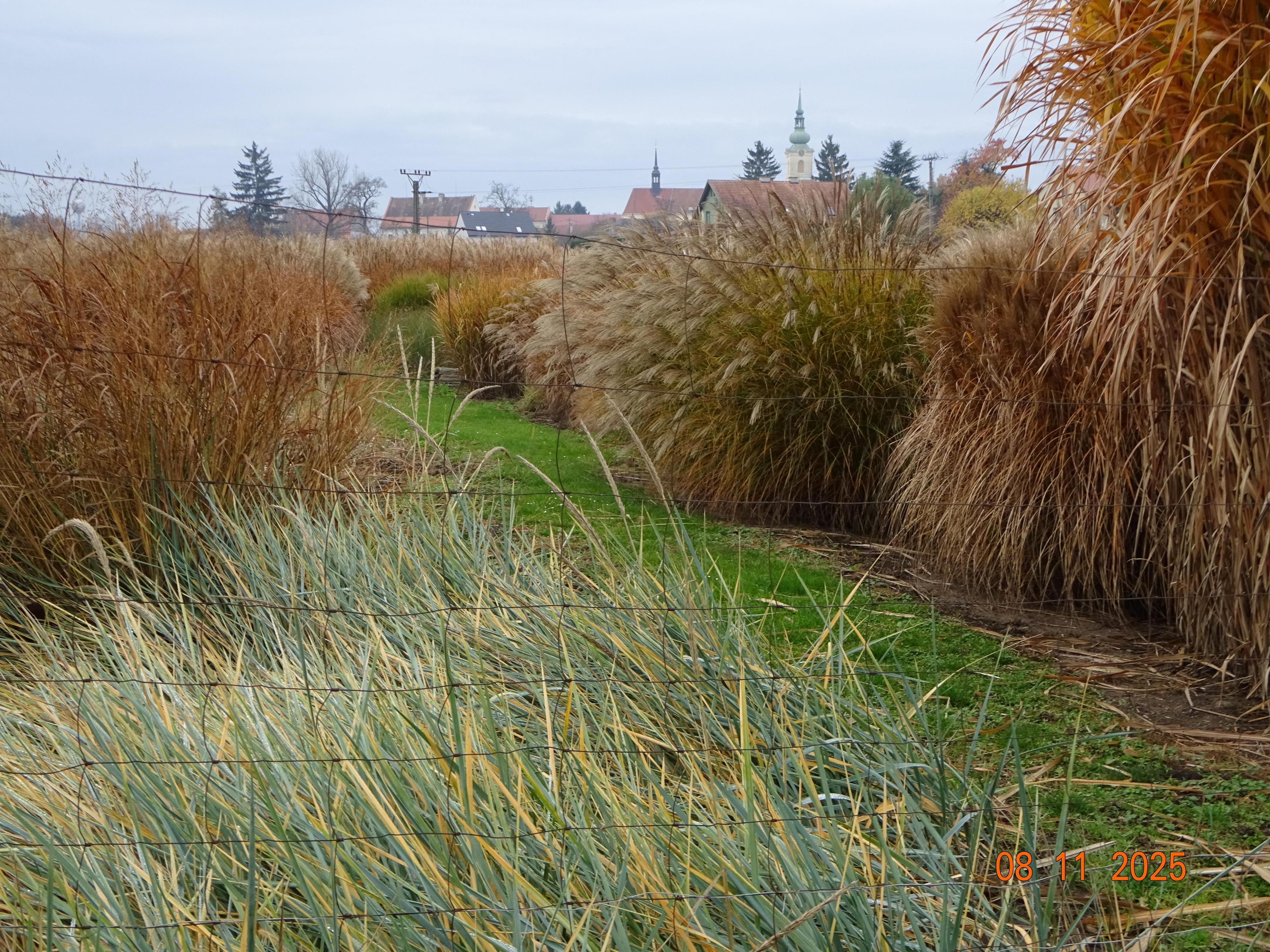 MRVA-okrasné trávy, trvalky s.r.o. foto 6