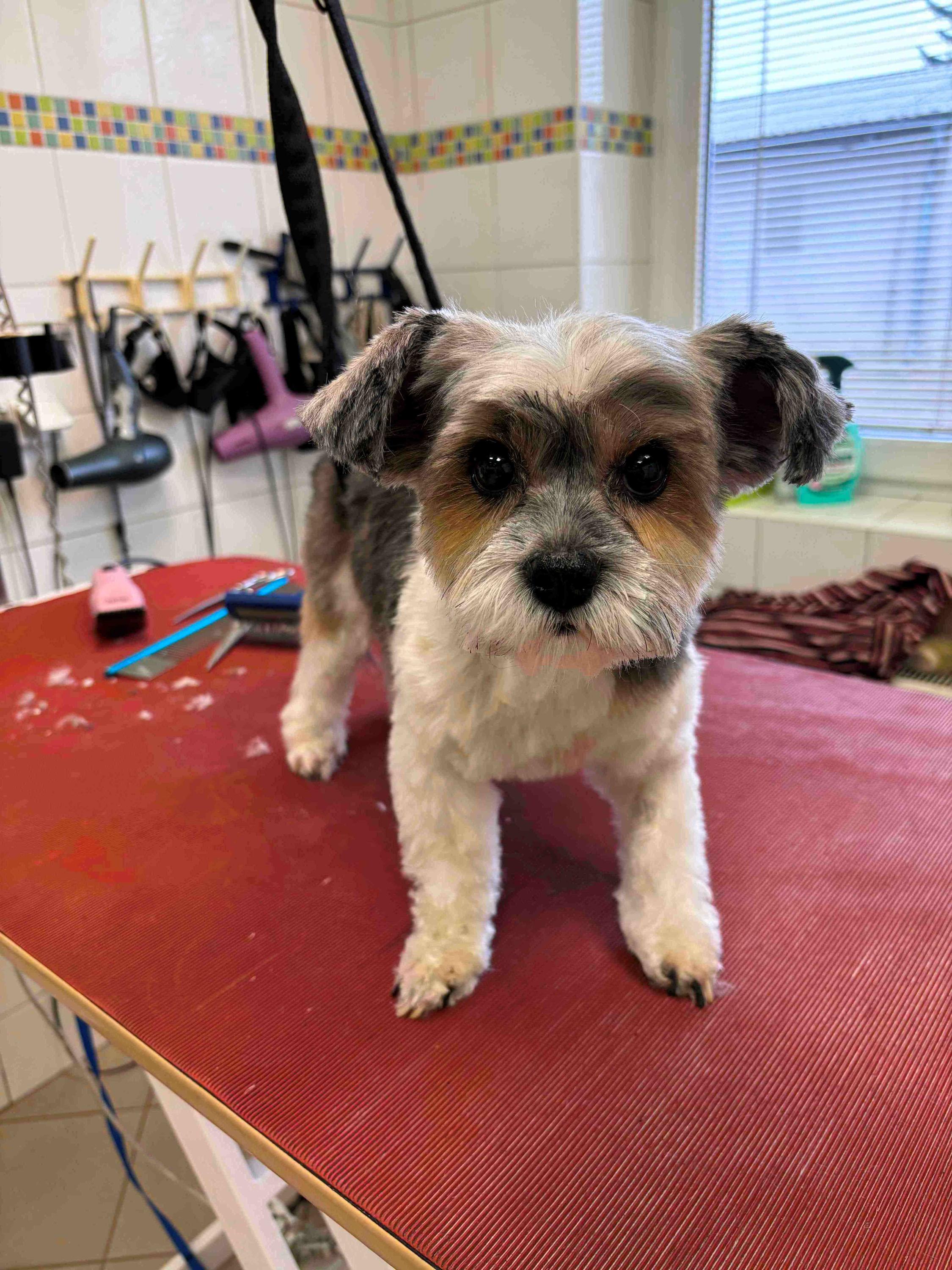 Psí salón Kačka foto 6