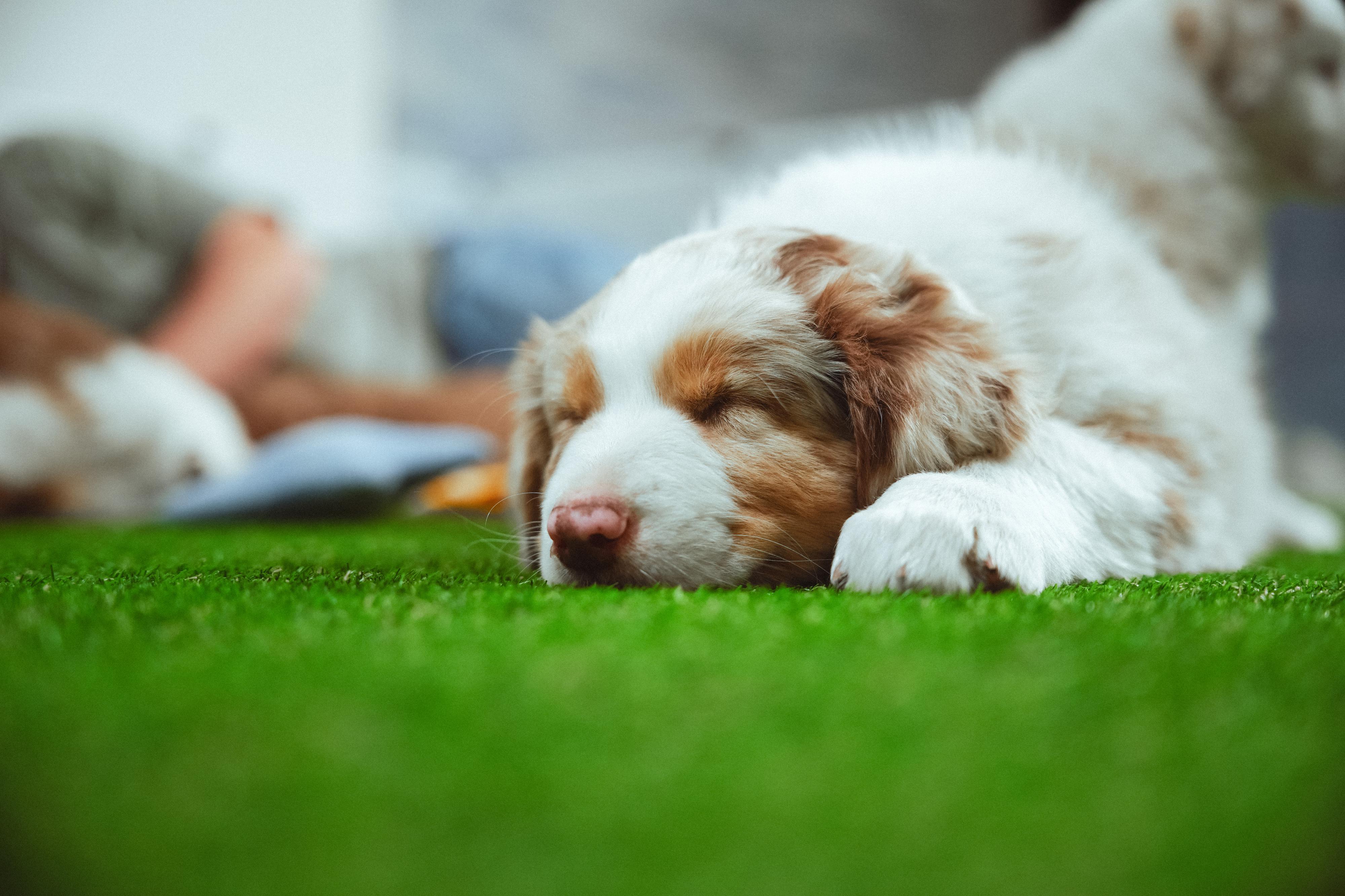 Puppy Day foto 3