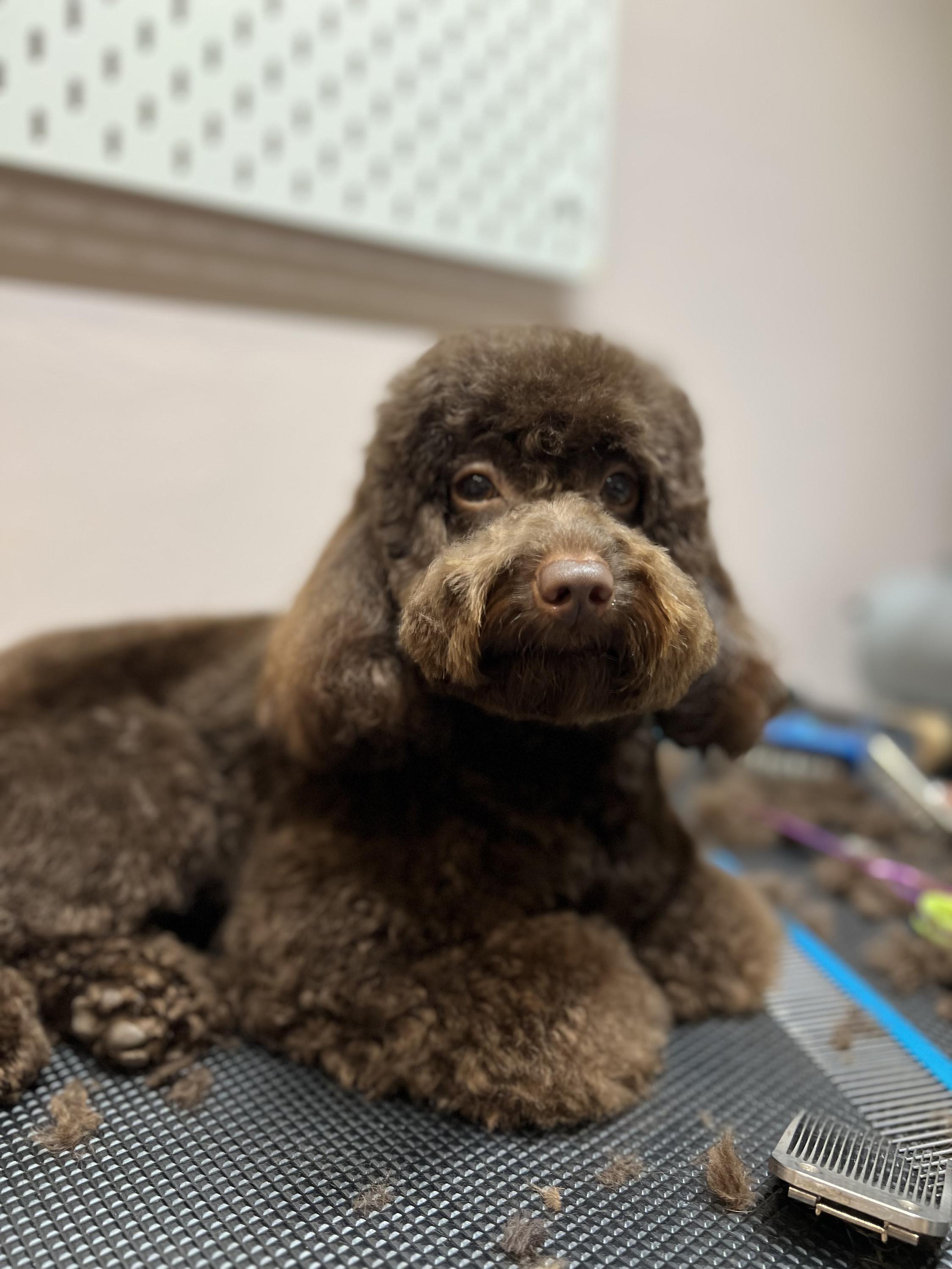 Pet&Friend grooming studio foto 6