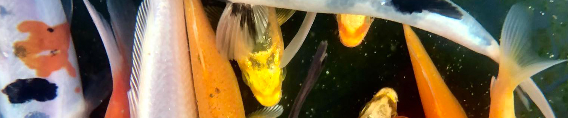 Úvodní obrázek Prodej akvarijních ryb - JK AKVA