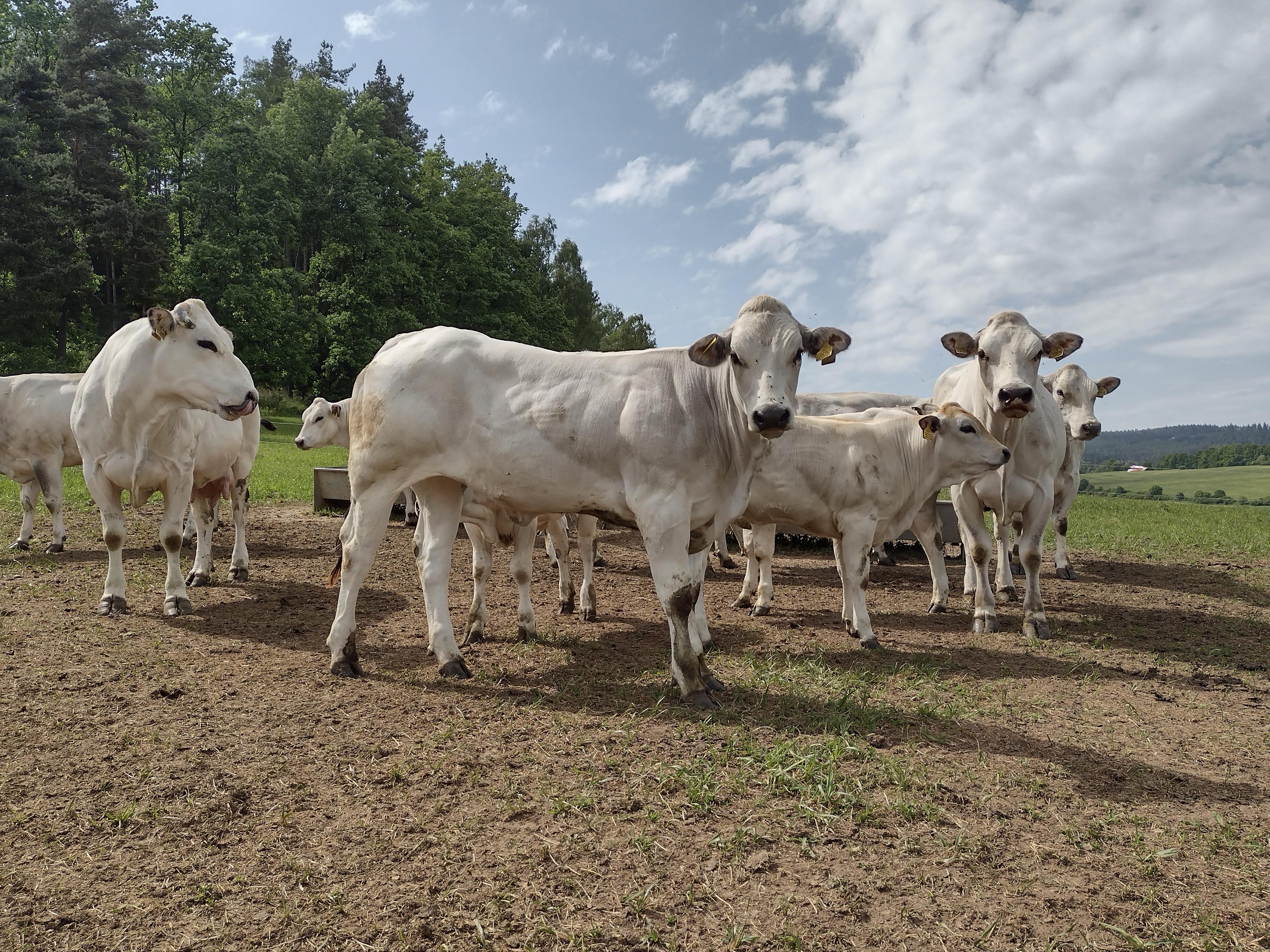 Piemonti z Pošumaví - Farma Zbynice