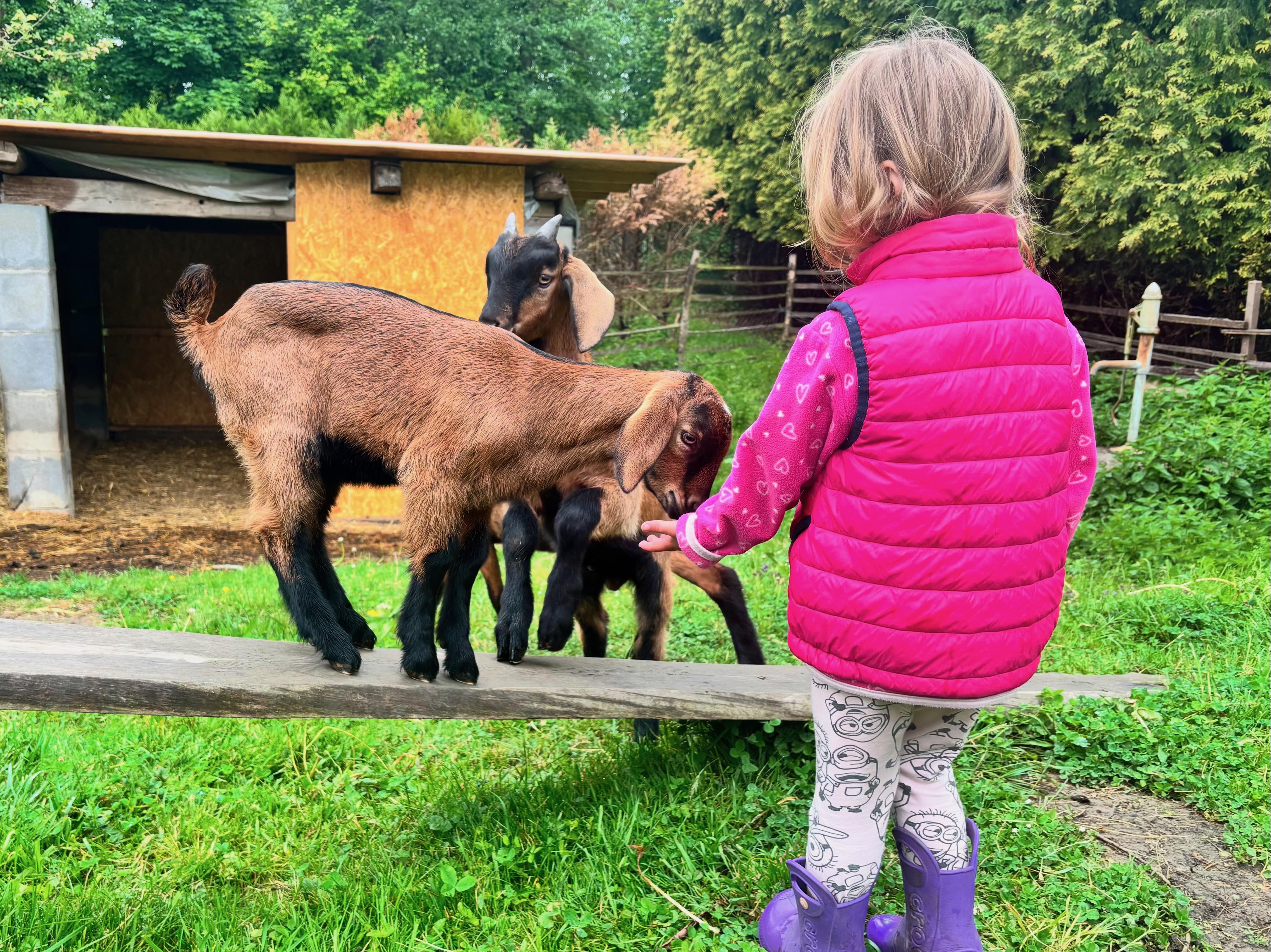 S kozou na procházku foto 3