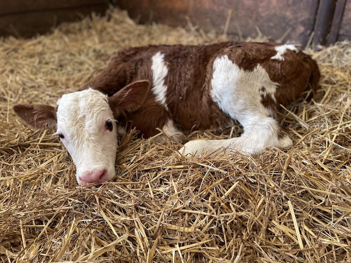Bohumila Růžičková - Sýrárna pod Hazmburkem foto 4