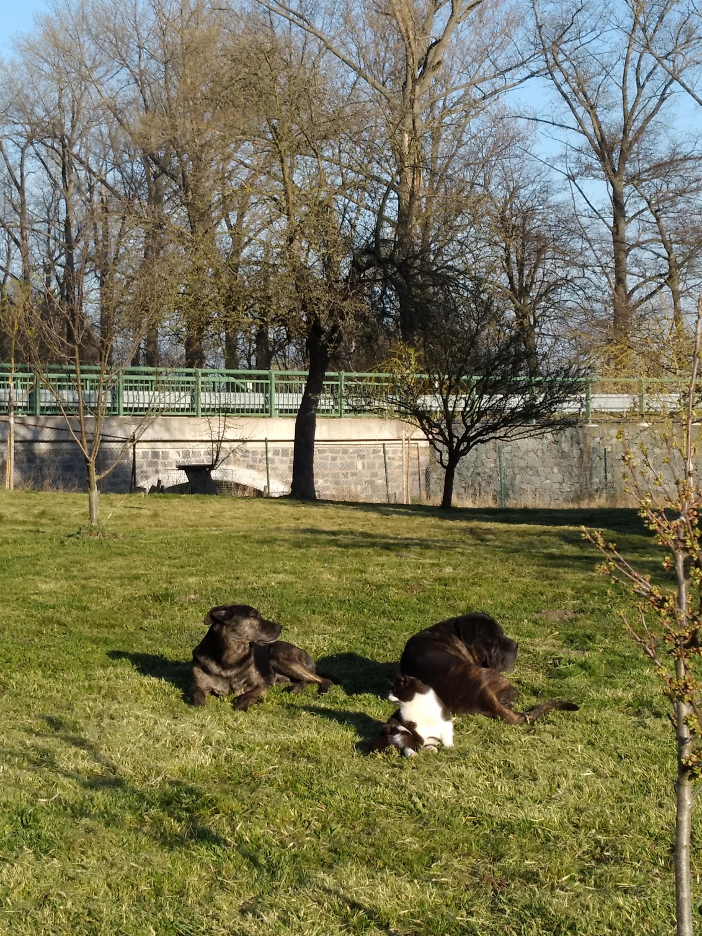 Hlídání pejsků Sezemice foto 3