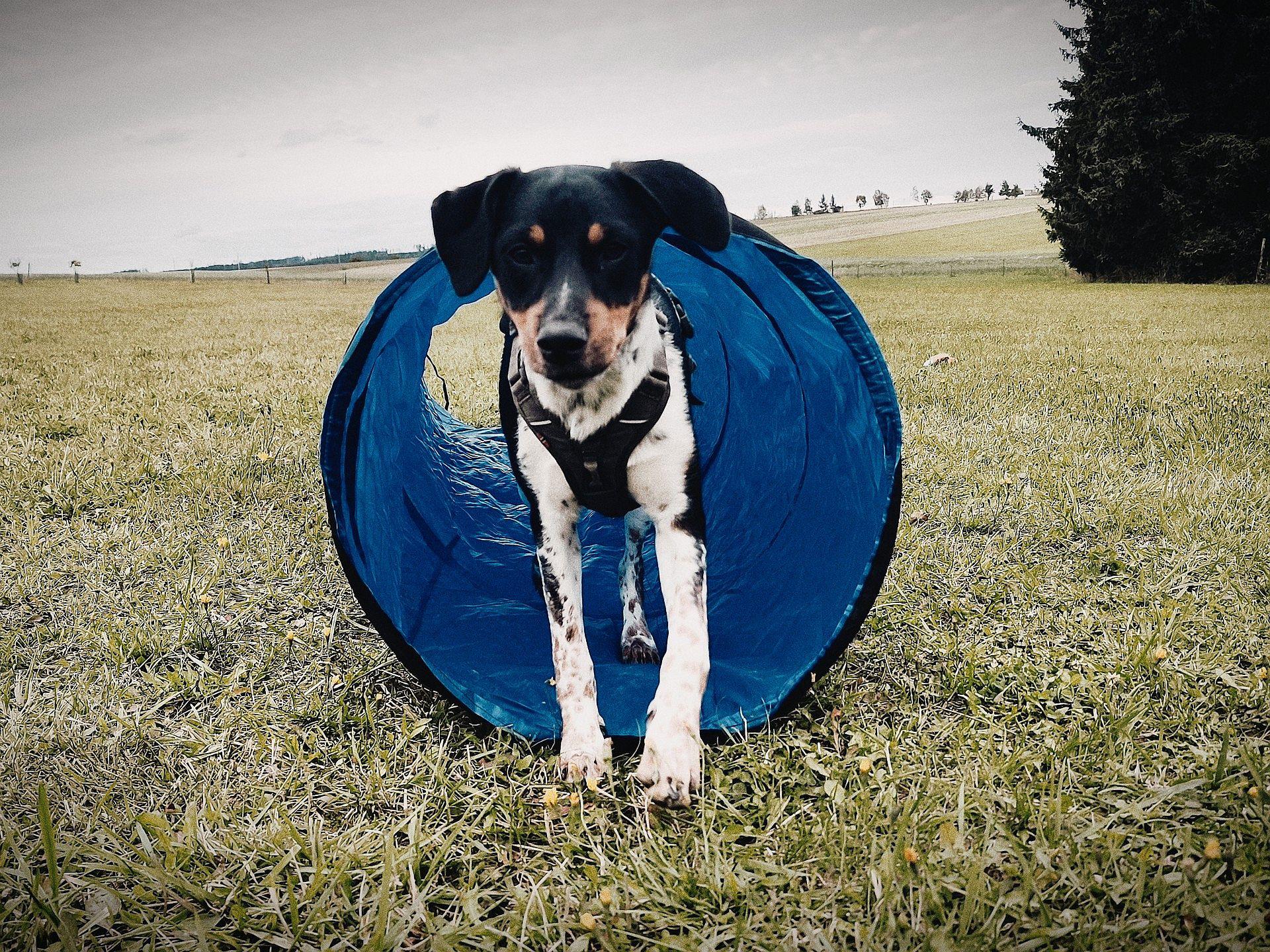 Psí škola Němčice foto 2