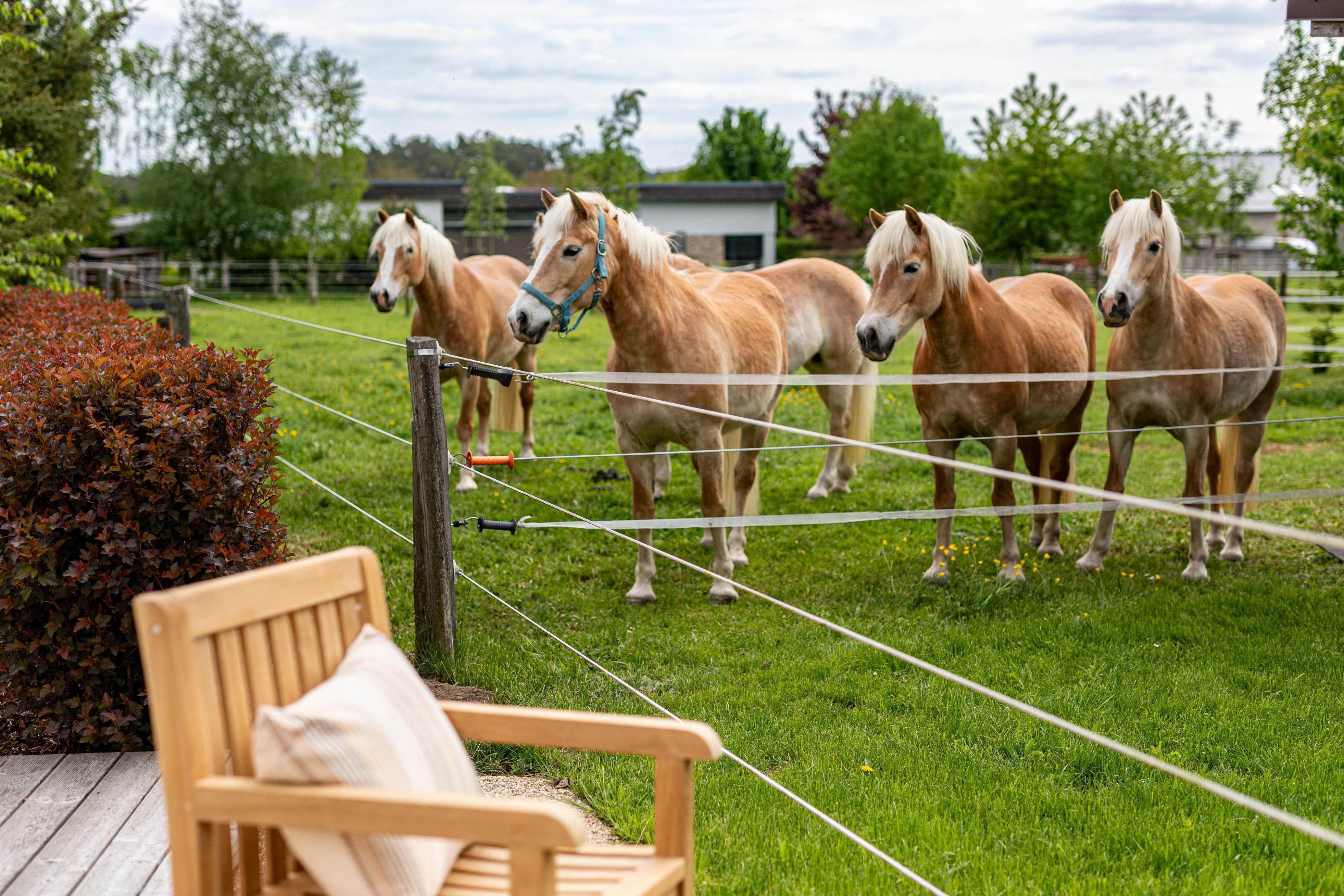 Rokytá hafling ranč