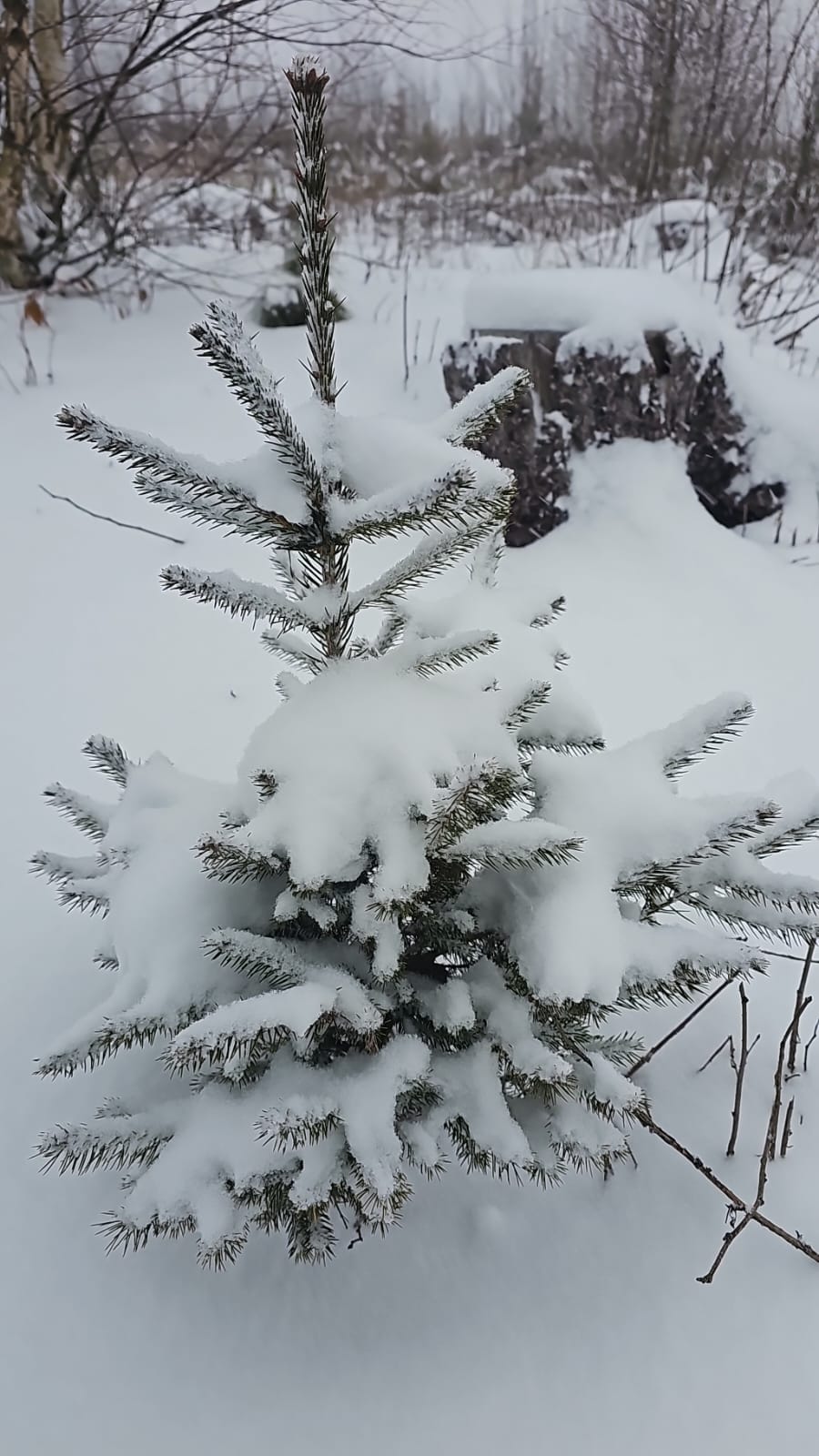 Lesy Jeřábek, s.r.o. foto 5