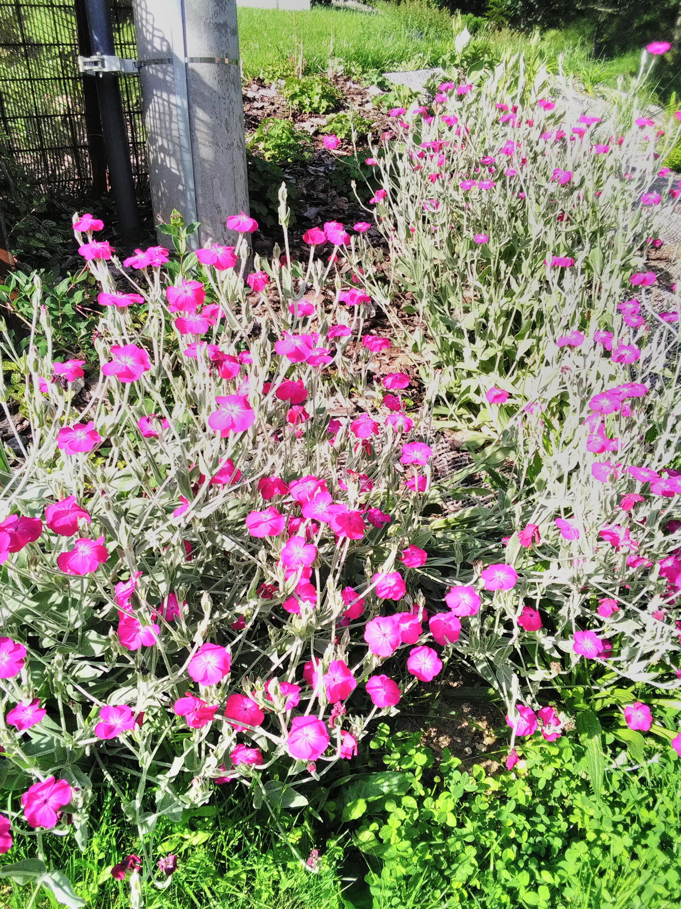 Zahradní práce Zdeněk Hanč foto 2