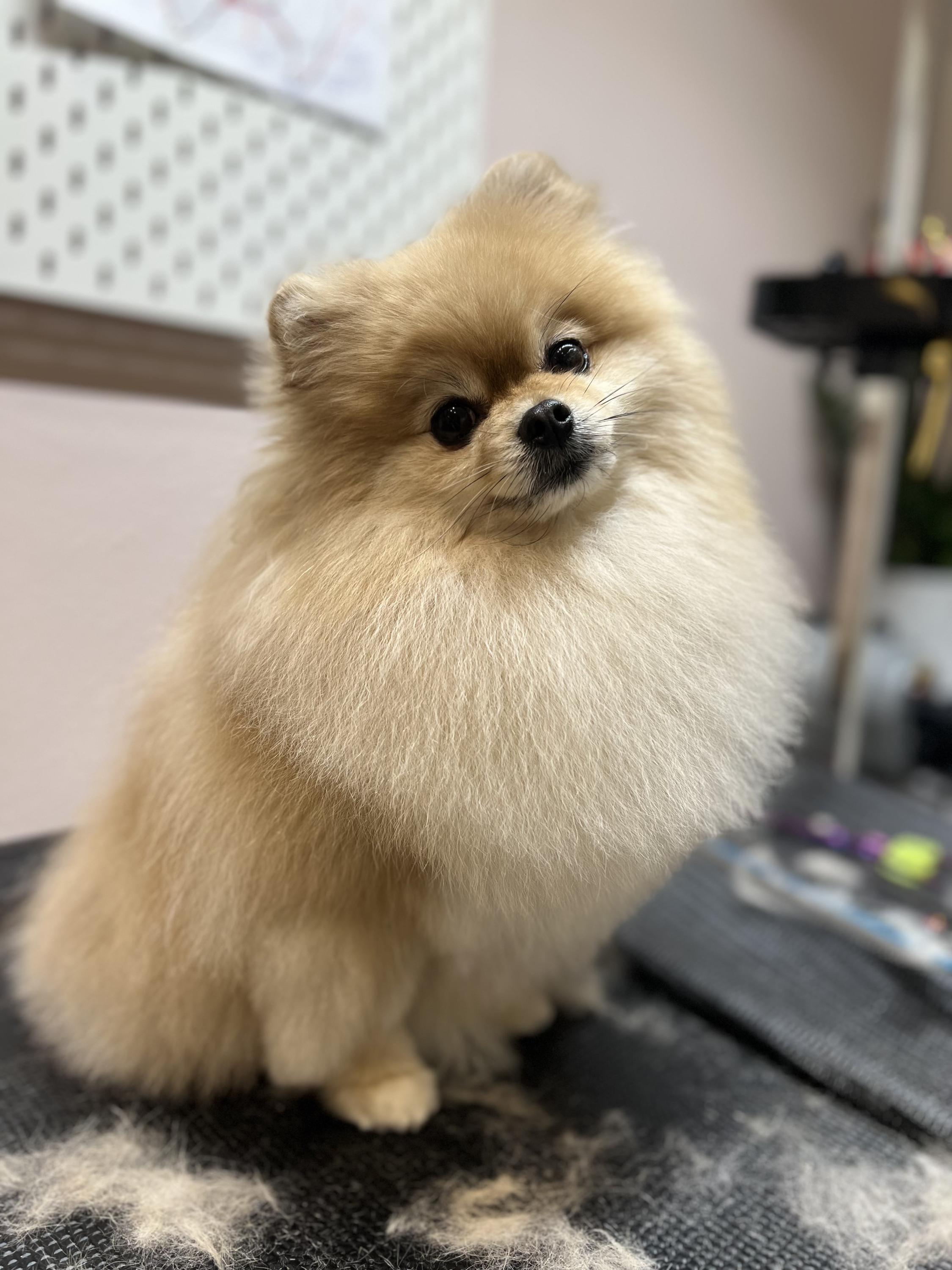 Pet&Friend grooming studio foto 2