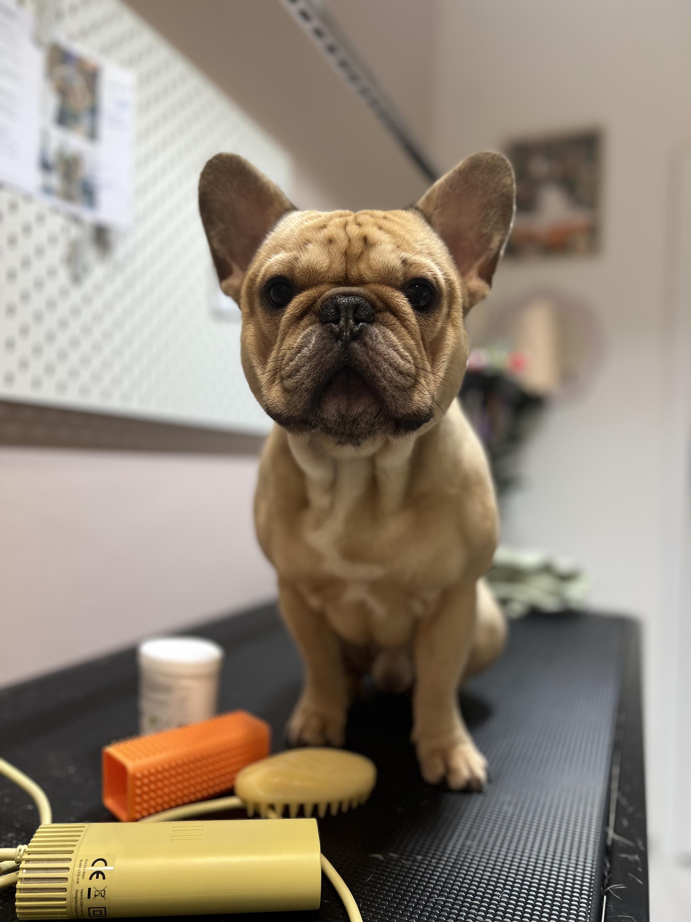 Pet&Friend grooming studio foto 3