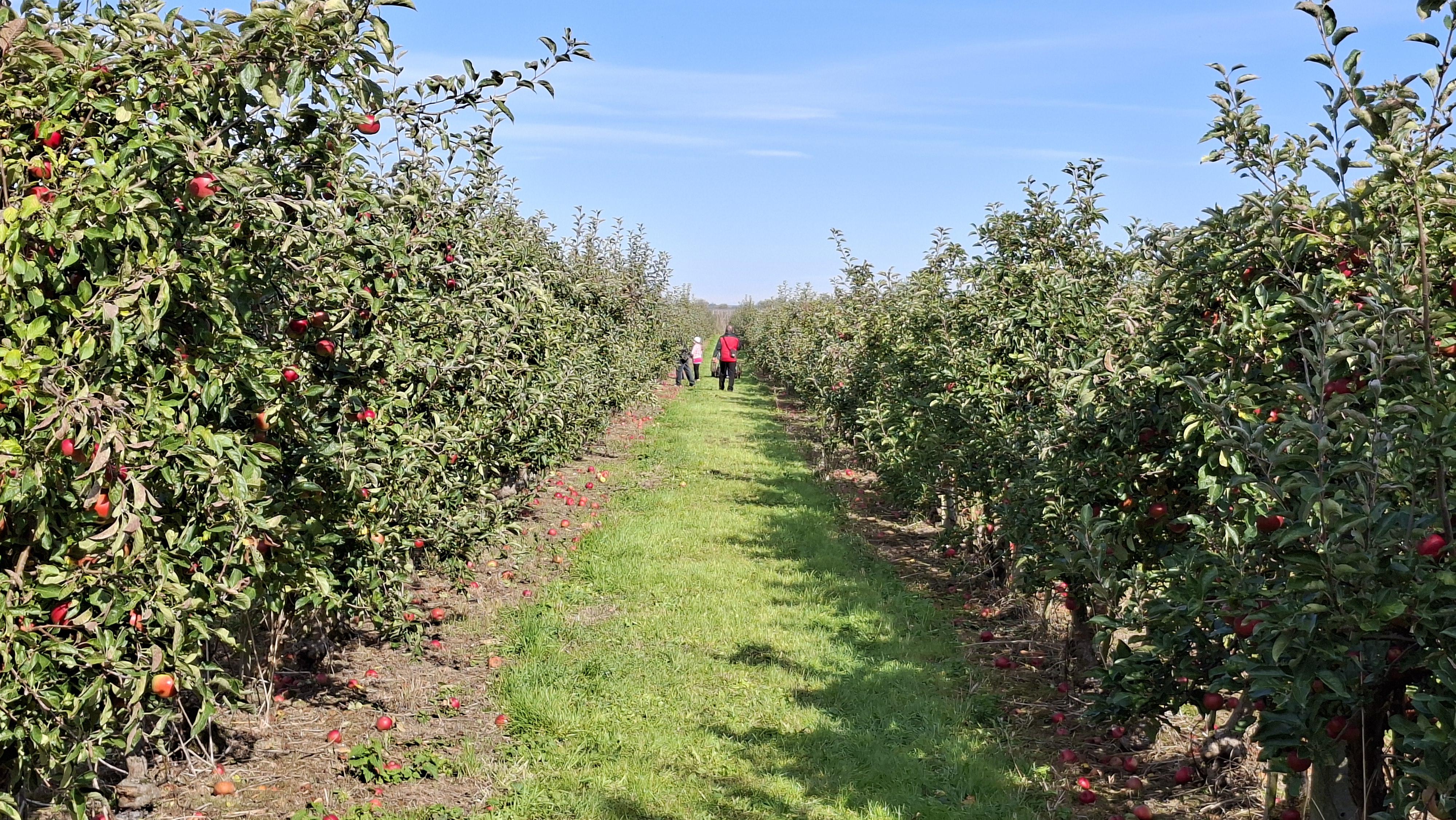 Jablka z Lukové foto 3