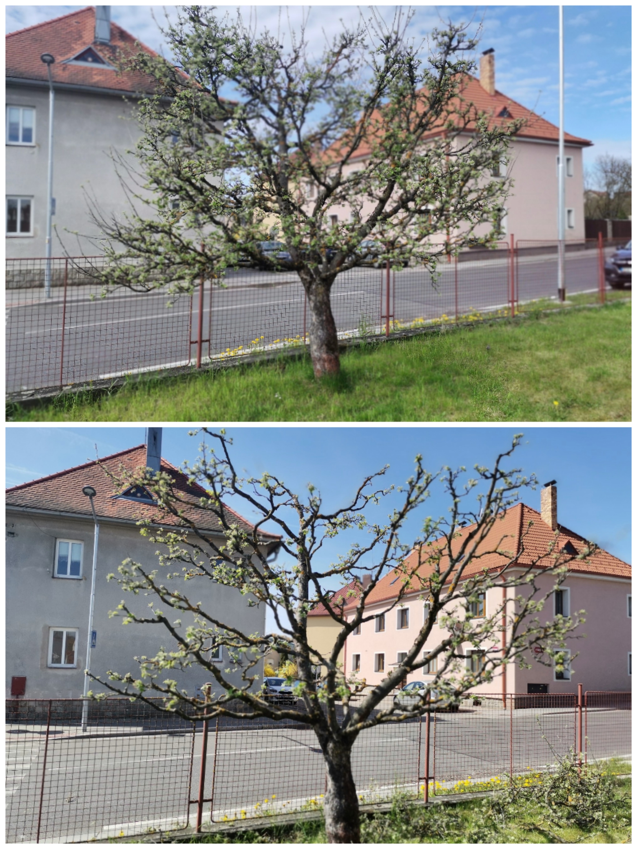 Odborný ořez stromů Ing. Martin Novák foto 2