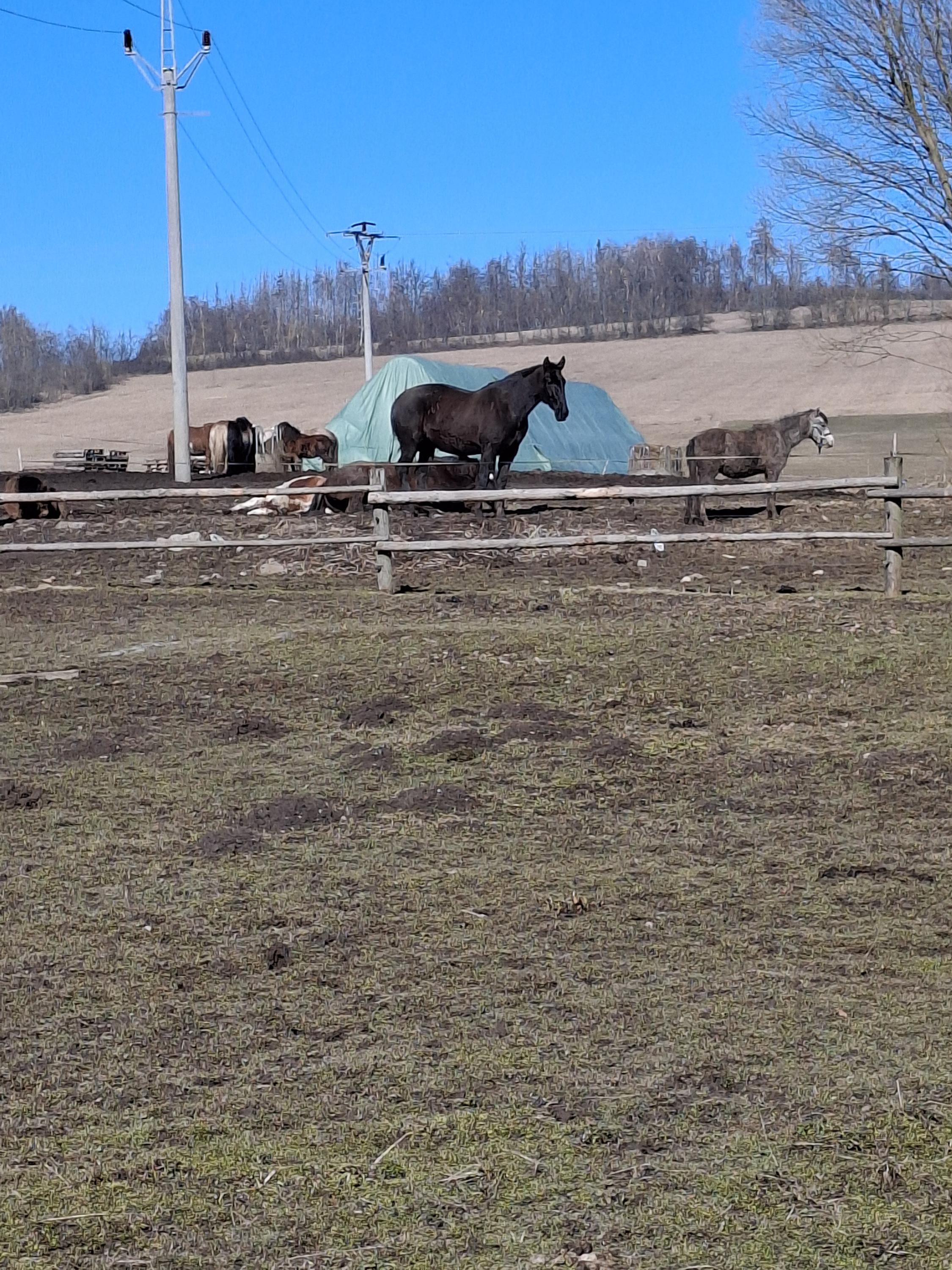 Stáj Loučky u Bobřího potoka foto 3