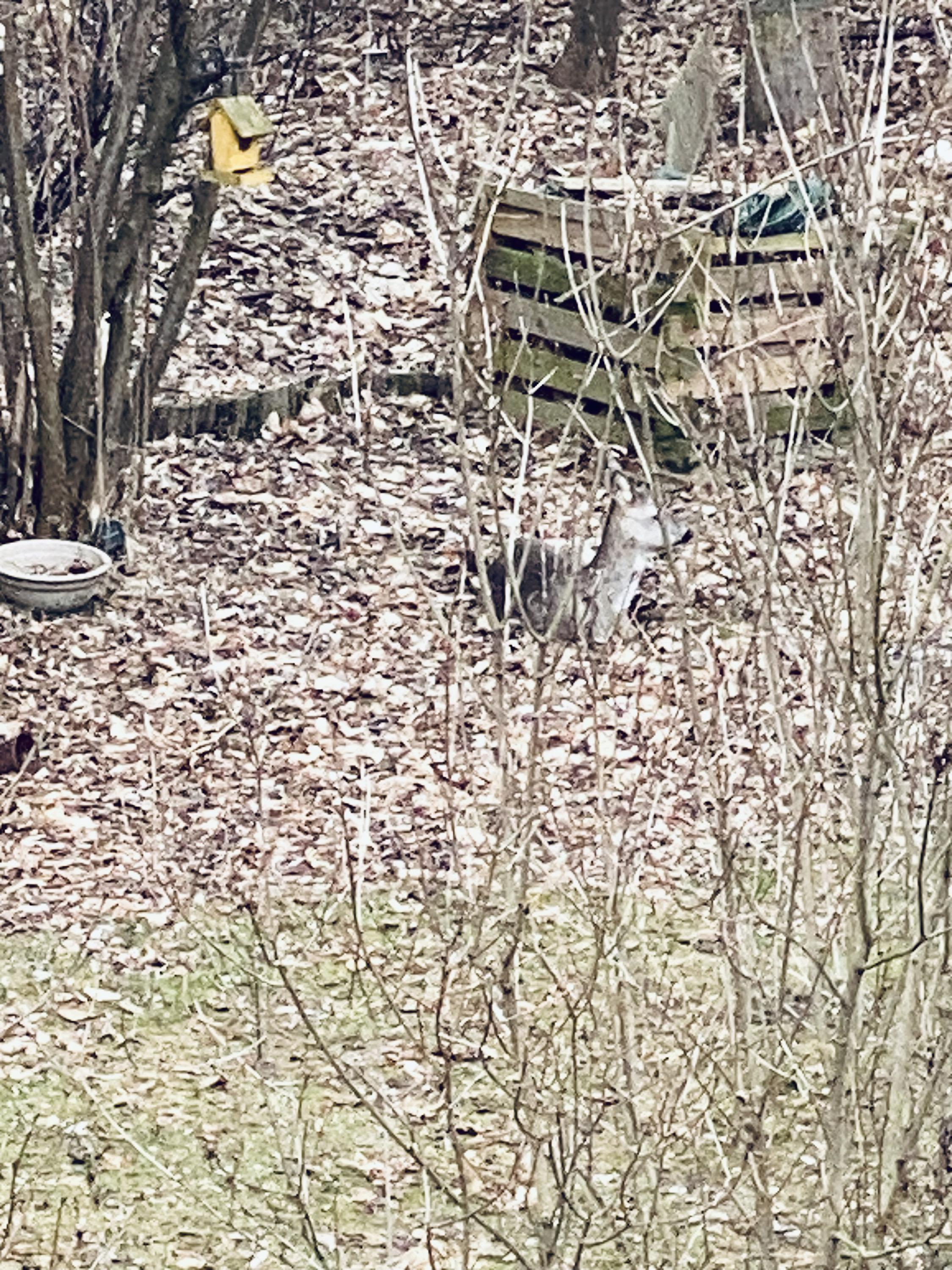 Logopedická ambulance Centrum řeči s.r.o. foto 4