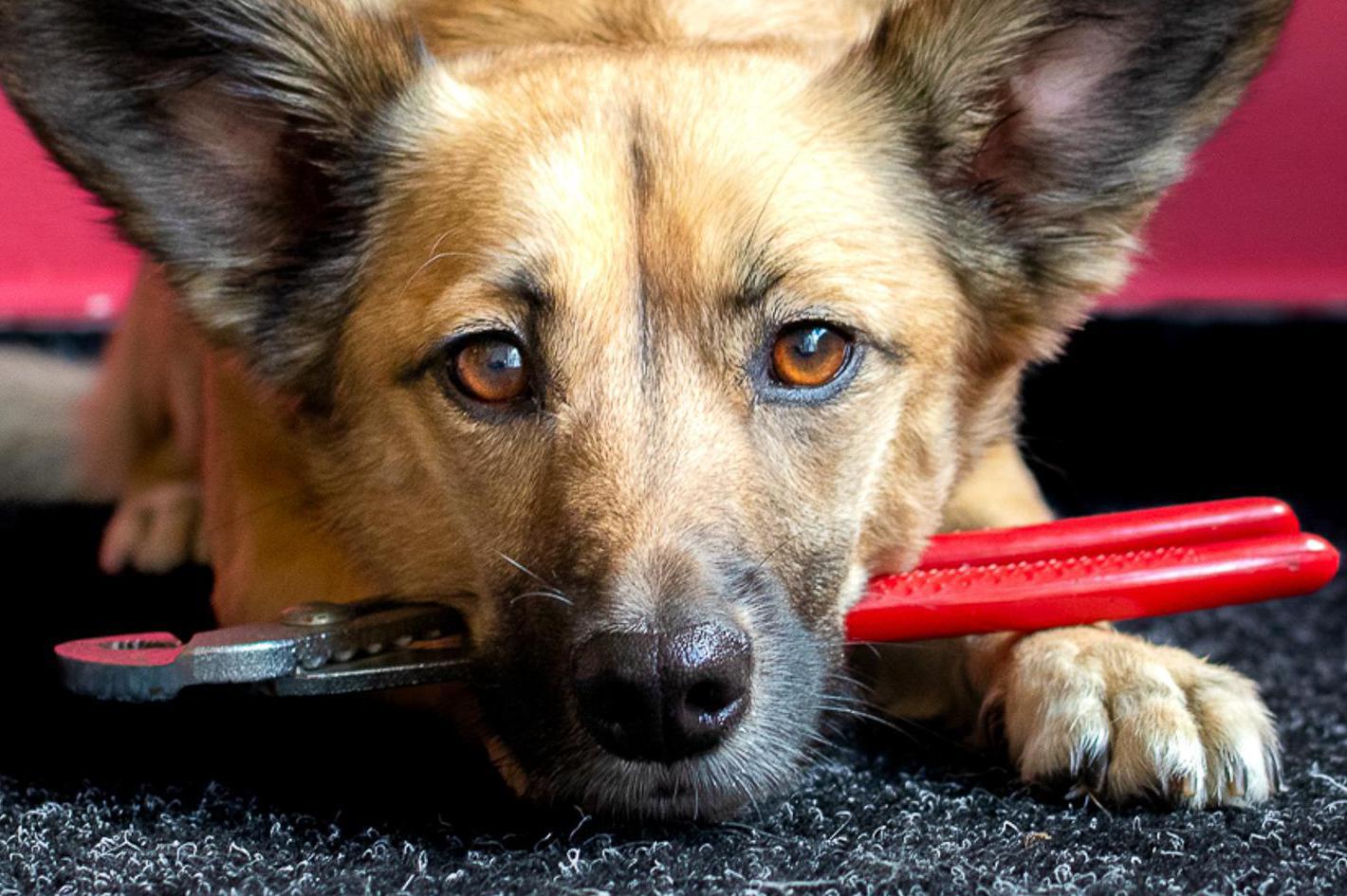 To Zvládneme - Dobrý hodinový manžel