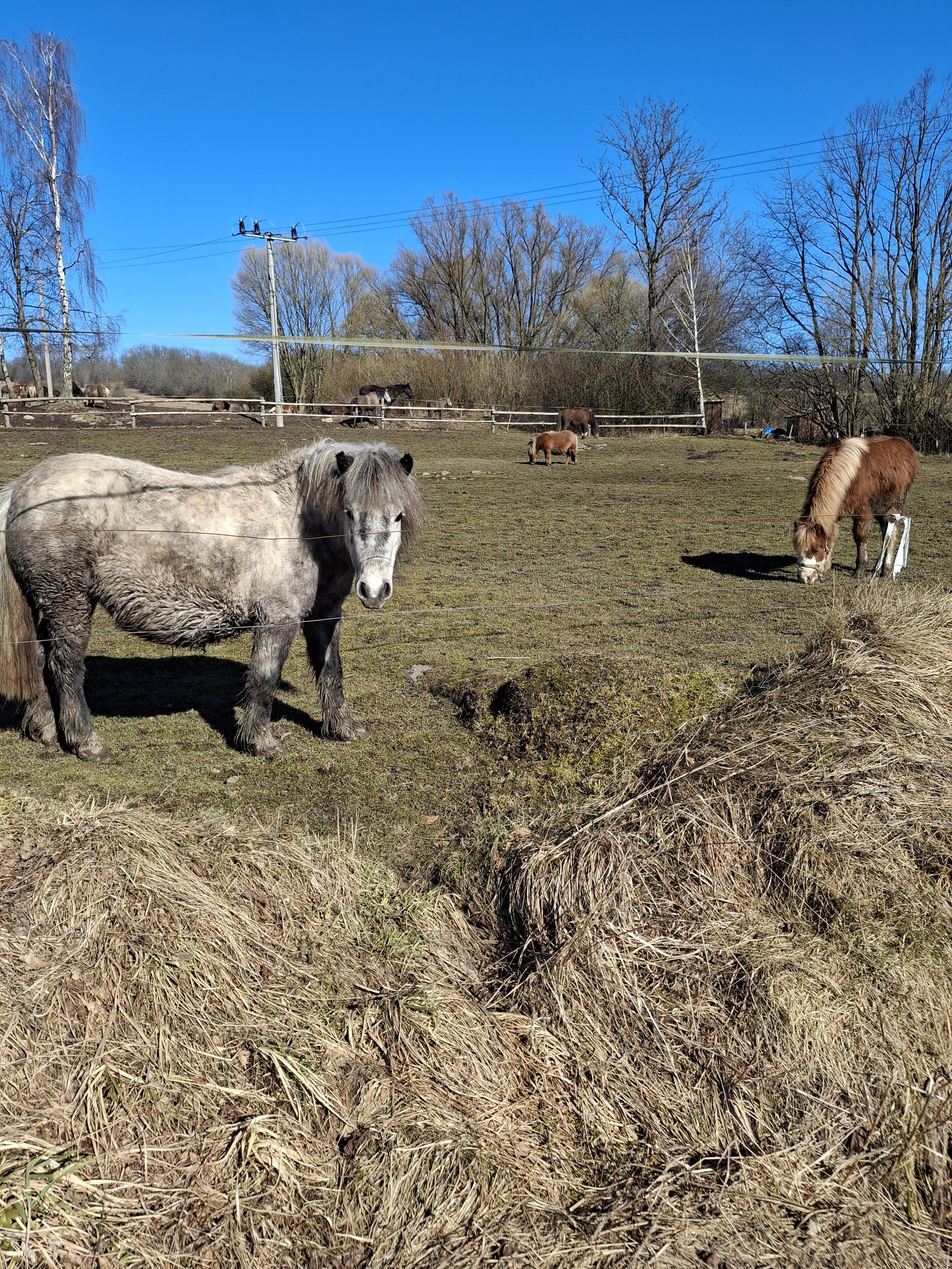 Stáj Loučky u Bobřího potoka foto 2