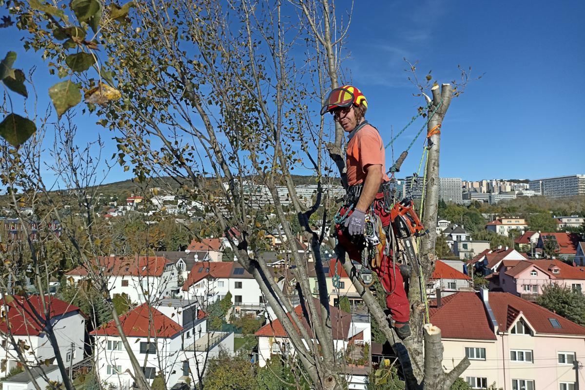 Jiří Zapadlo - Péče o stromy