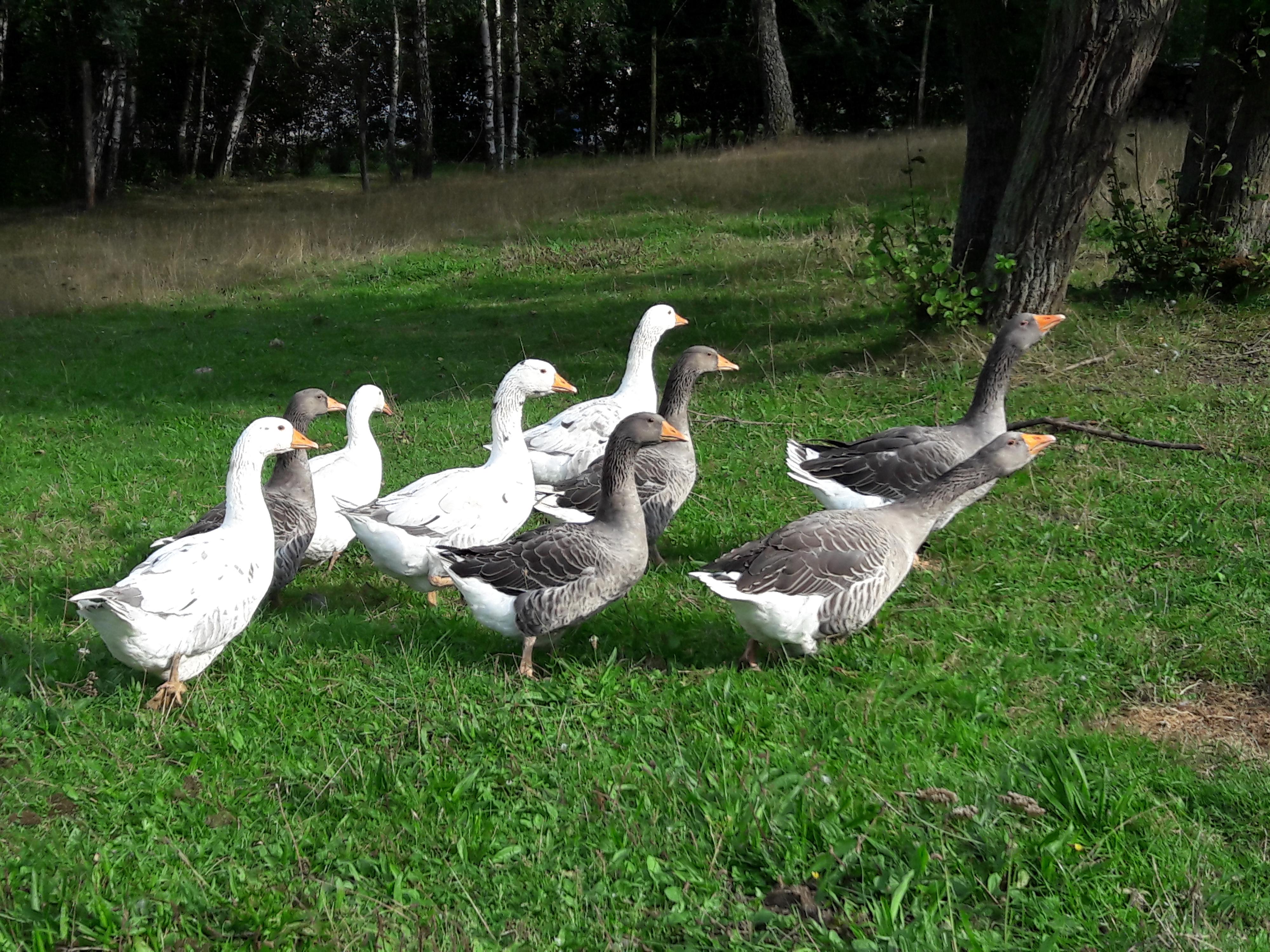 Biofarma Moudrý foto 4