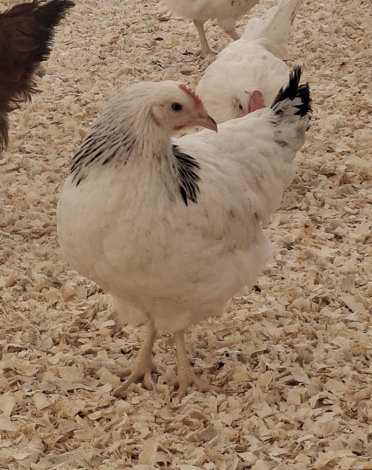 FARMA VERUNKA, s.r.o. foto 4
