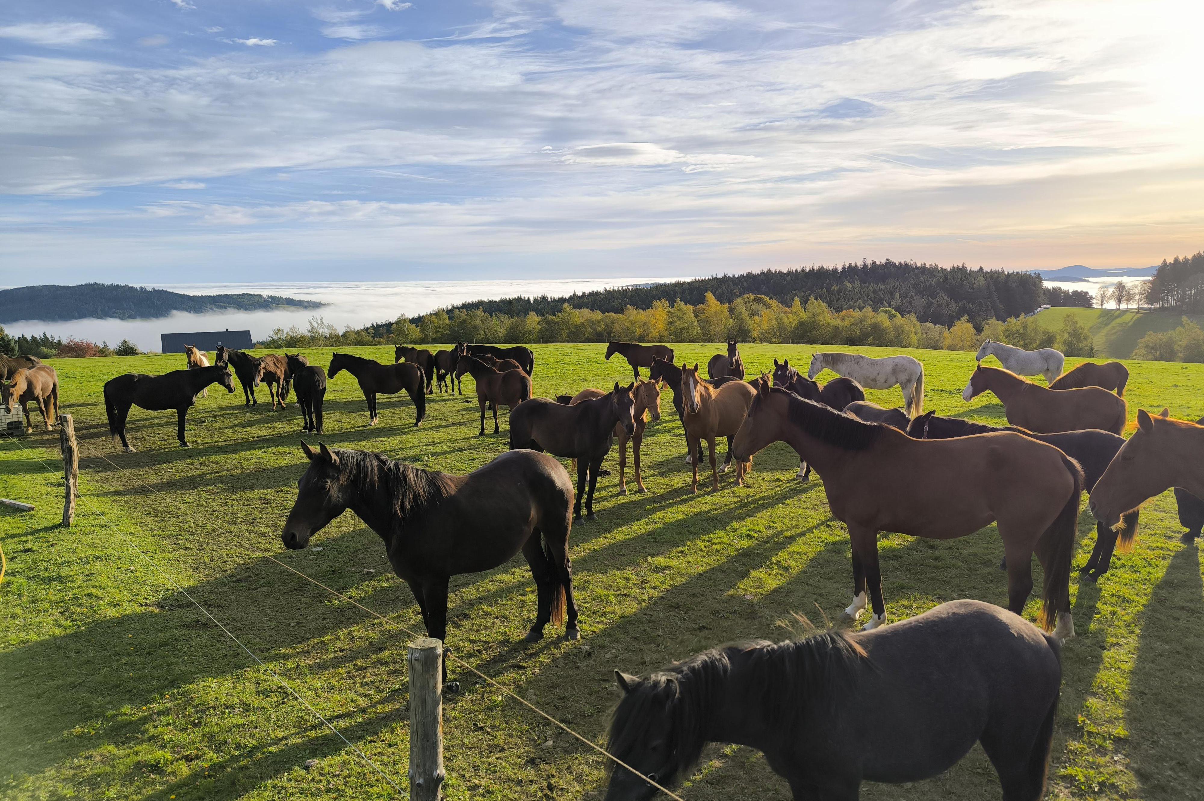 Adéla Císařová - Farma Pod Vrškama